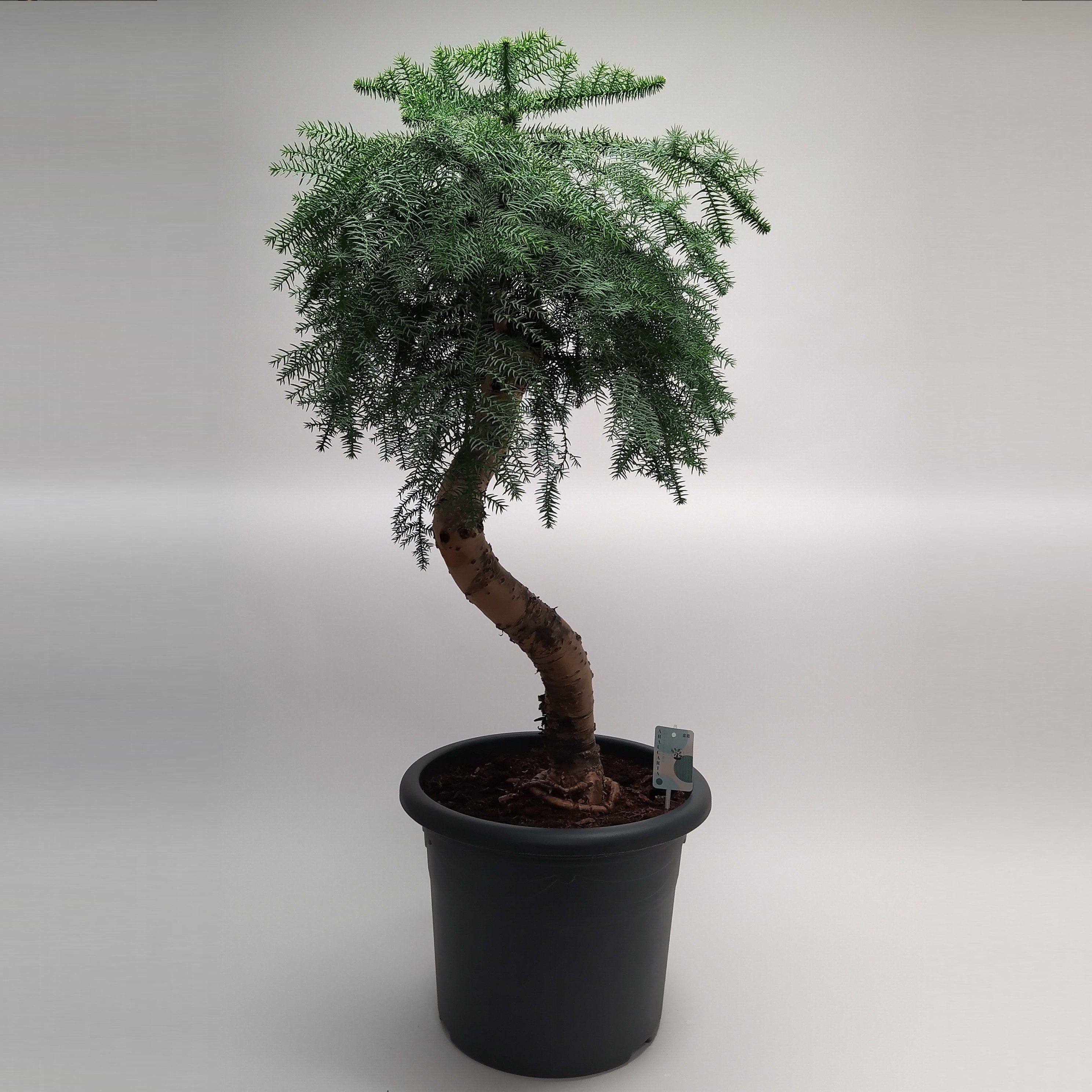 Picture of Bonsai Araucaria cunninghammii (indoor) P40 (LOOSE)