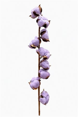 Gossypium Hirsutum