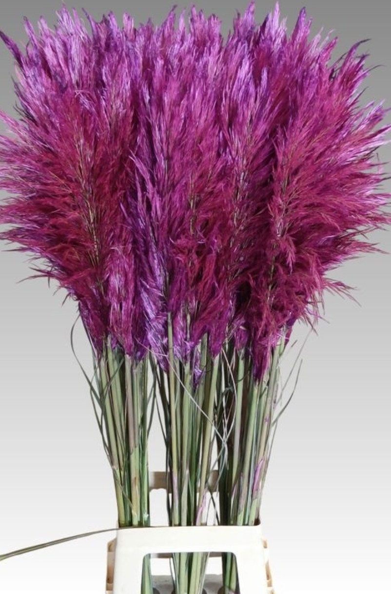 Cortaderia Selloana Dried 110cm