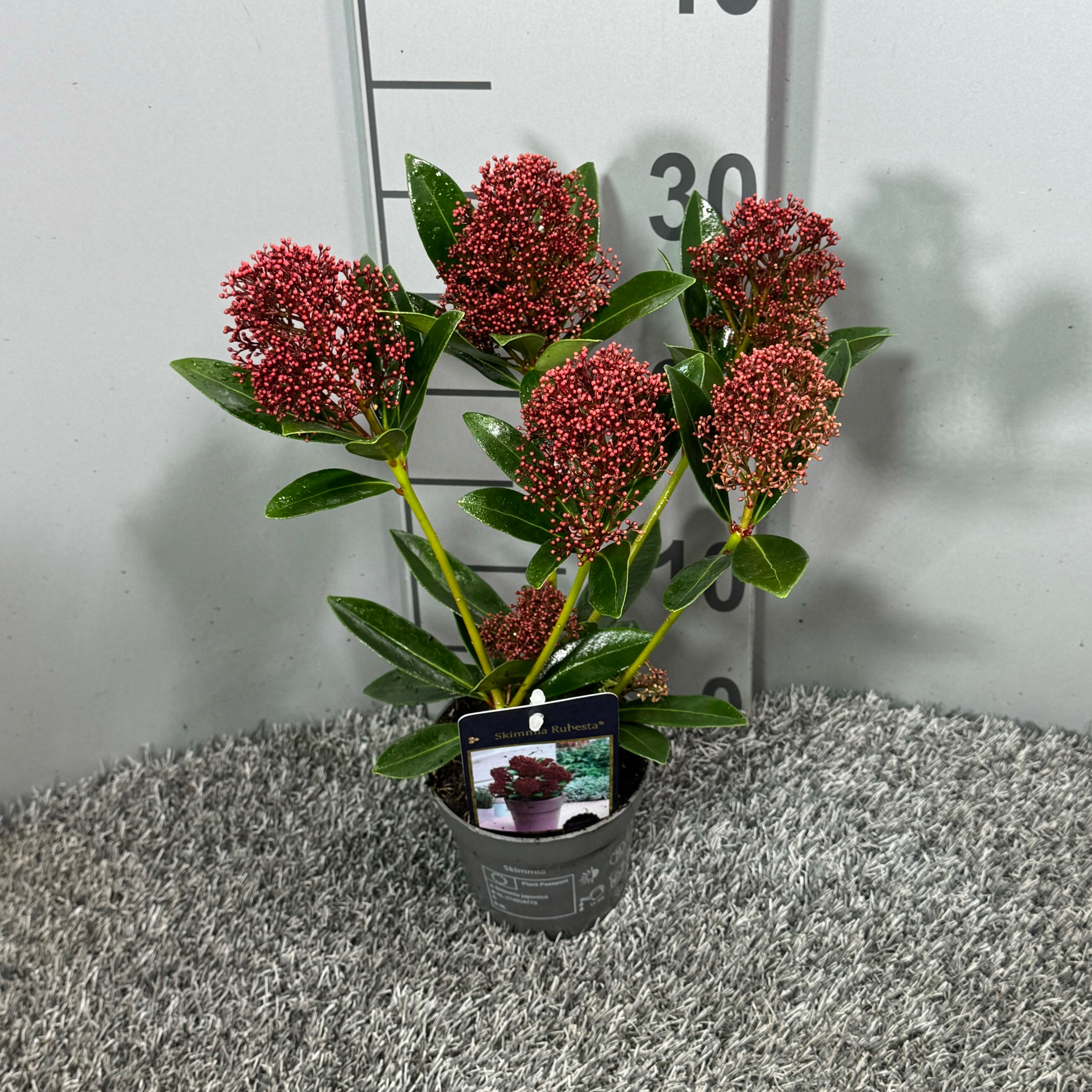 Picture of Skimmia japonica Rubesta P10.5