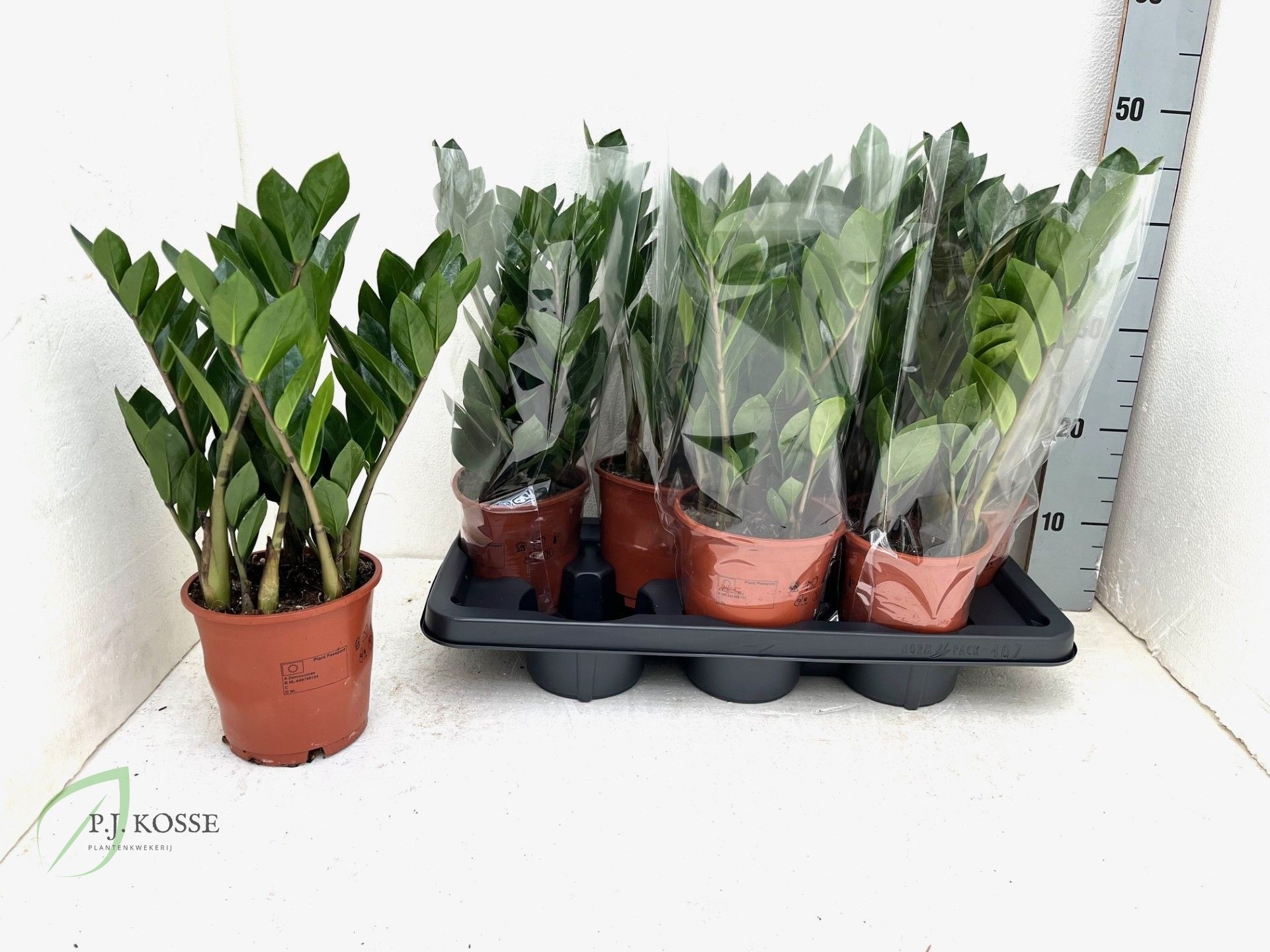 Zamio Zamiifolia 14P 40H 4TAK