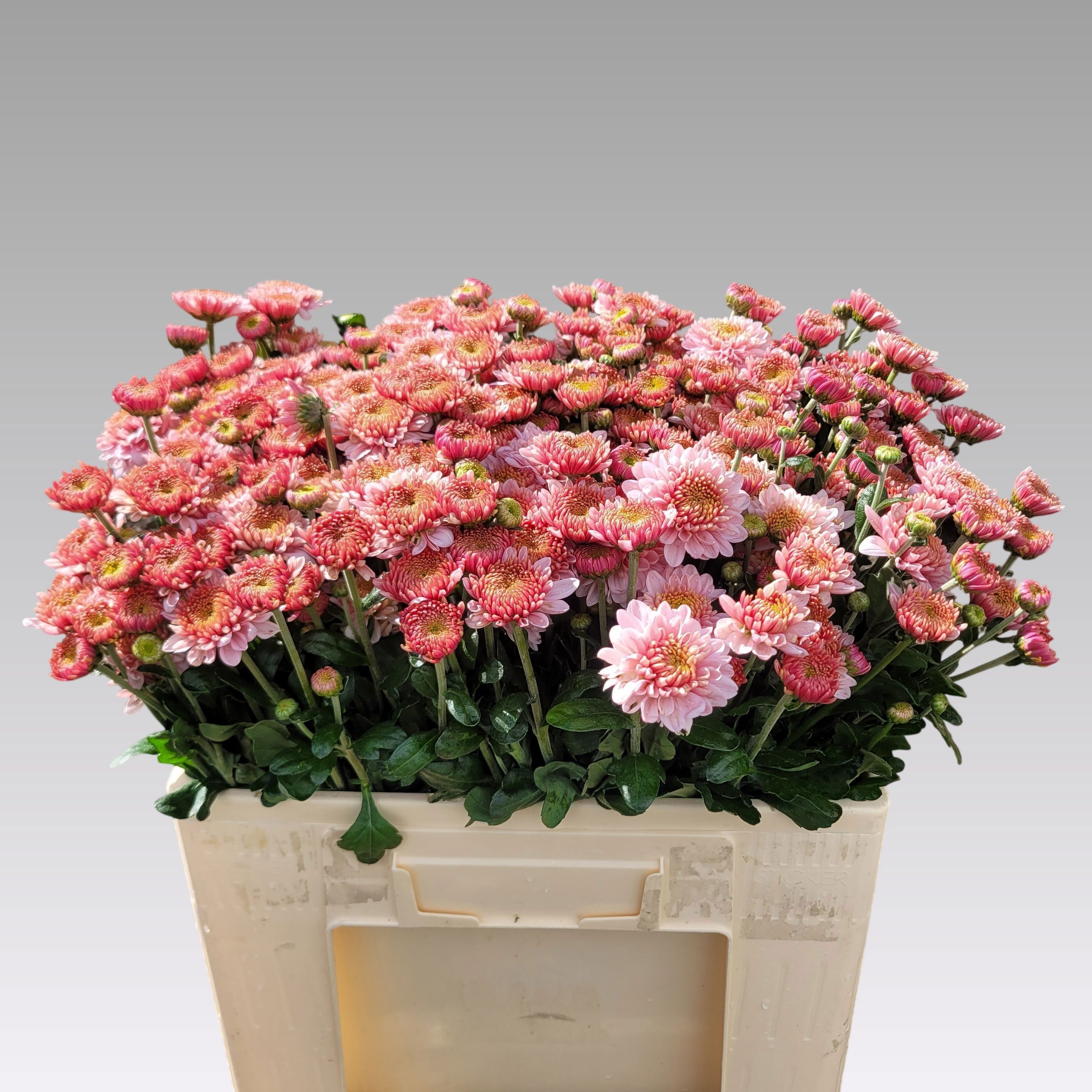 Chrysant Tbu Bella 50cm 50gram