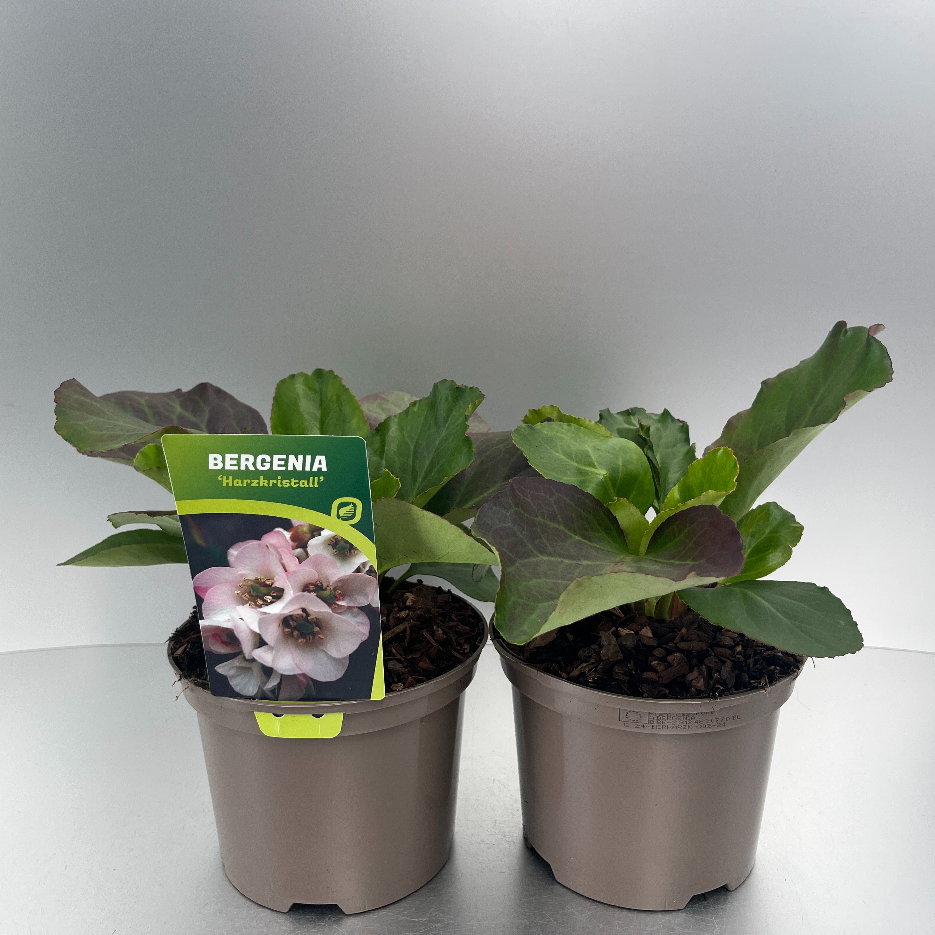 Picture of Bergenia Harzkristall P17 (2 Ltr)