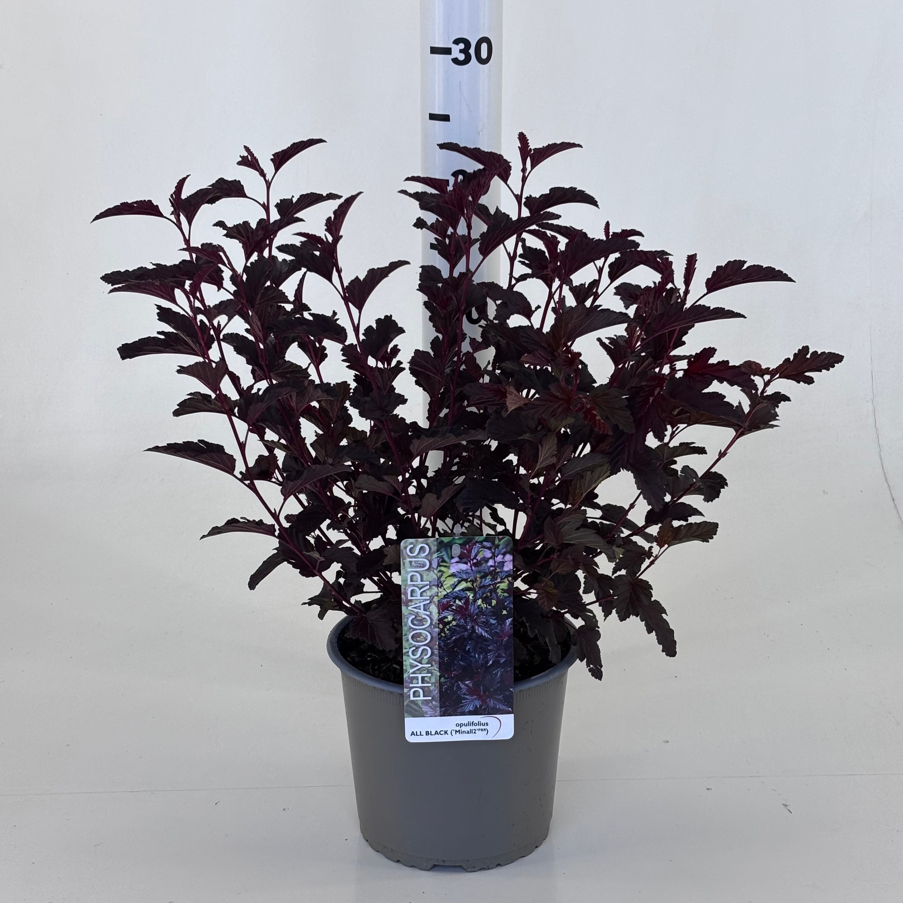 Physocarpus opulifolius 'All Black'