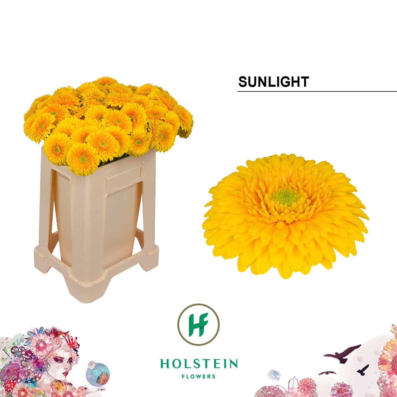Ge Bv Pom Sunlight
