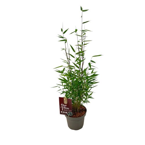 Fargesia 'Red Dragon' One Boo P14 Plant Select