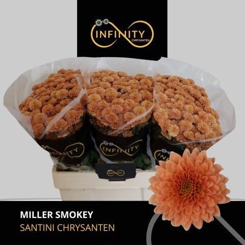 Chrys Santini Miller Smokey 55cm 100Ø
