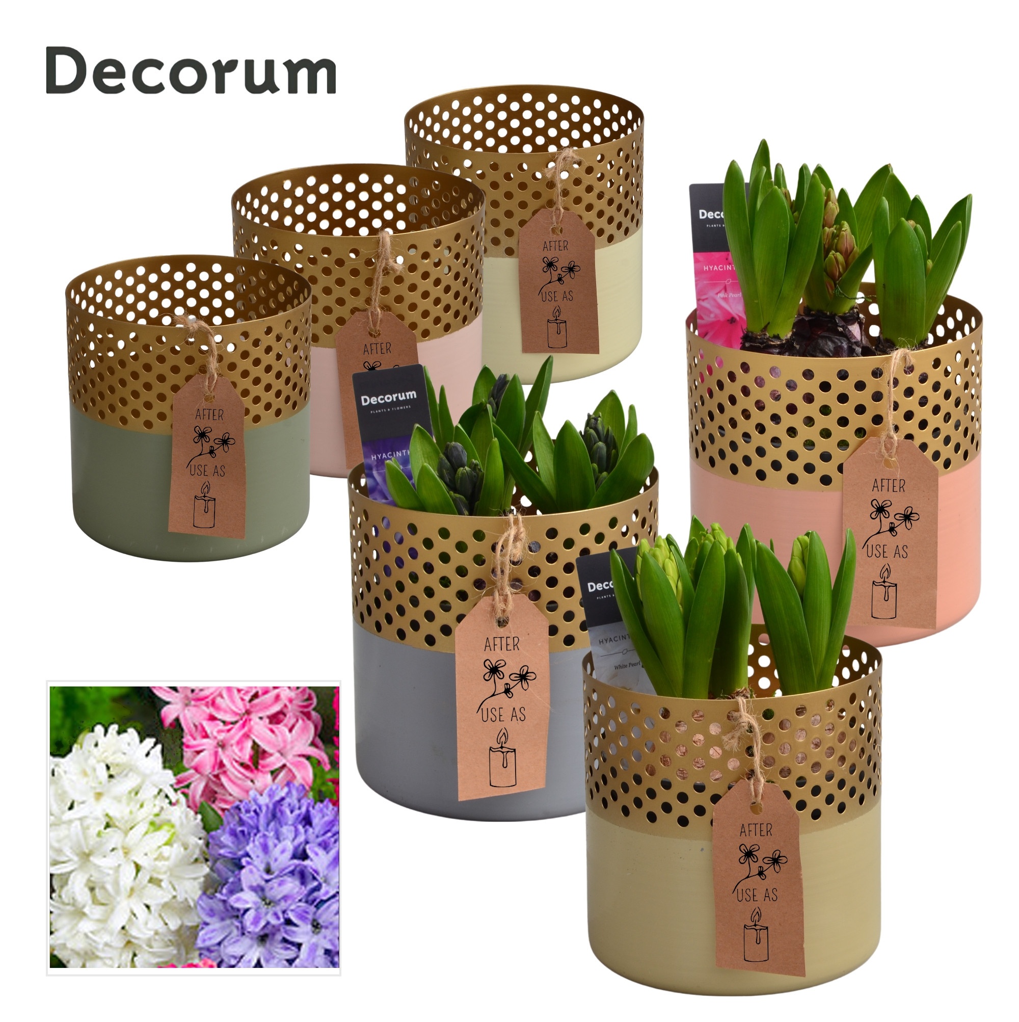 Arrangement Hyacinth 13Ø 17cm