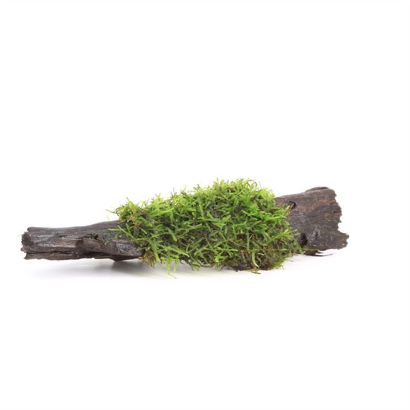 Driftwood S vesicularia dubyana
