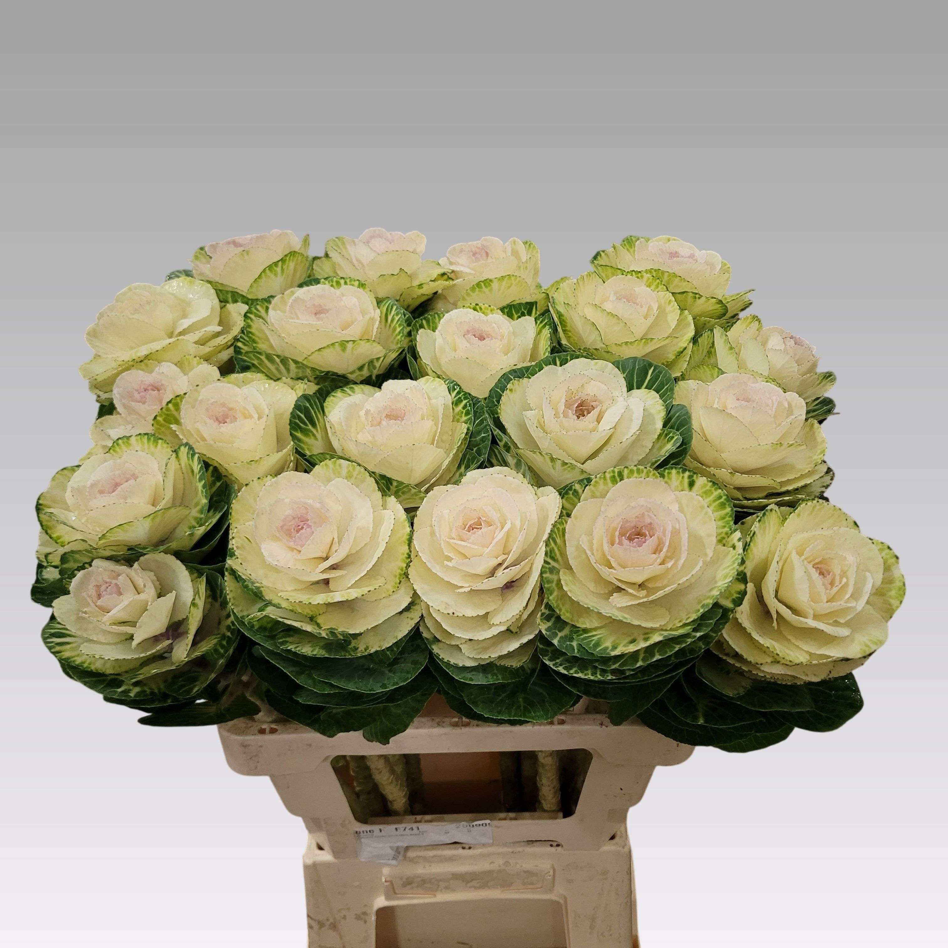 Brassica White Crane 60cm