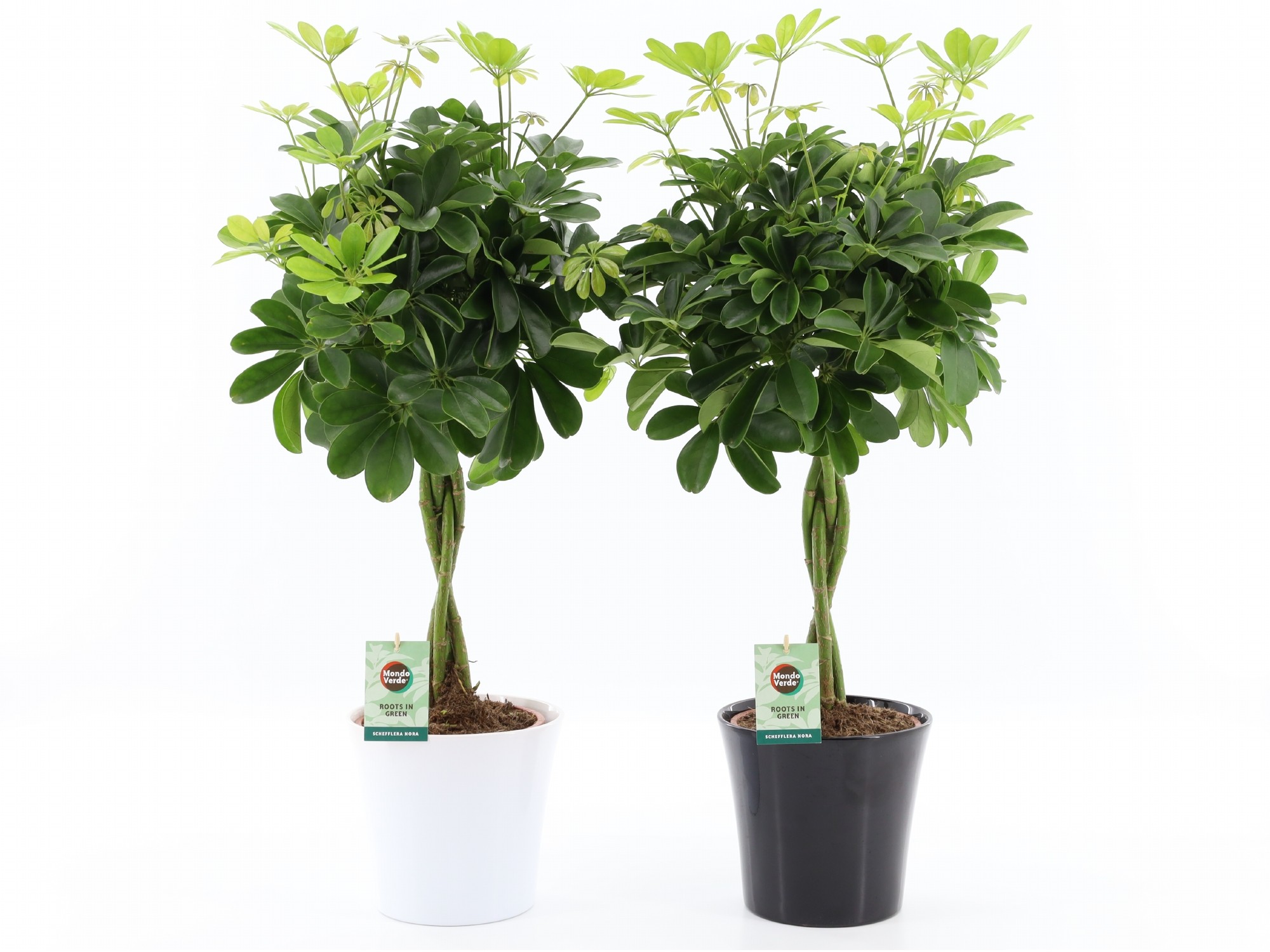 Picture of Schefflera arboricola Nora in Black & White ceramic P22 75cm