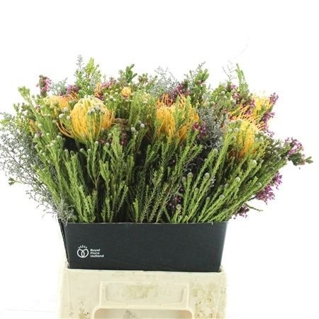 Protea Bouquet Per Bunch 50cm
