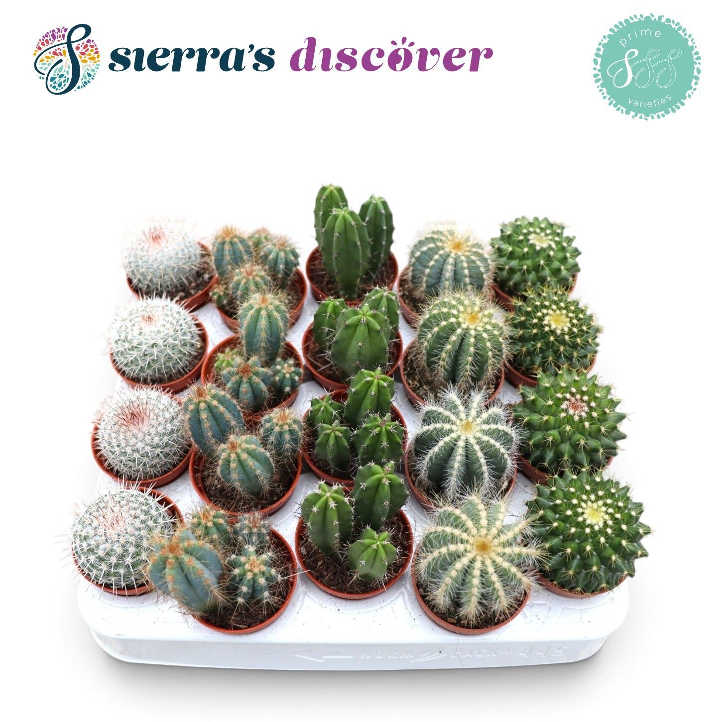 Cactus Gemengd 505Ø 12cm