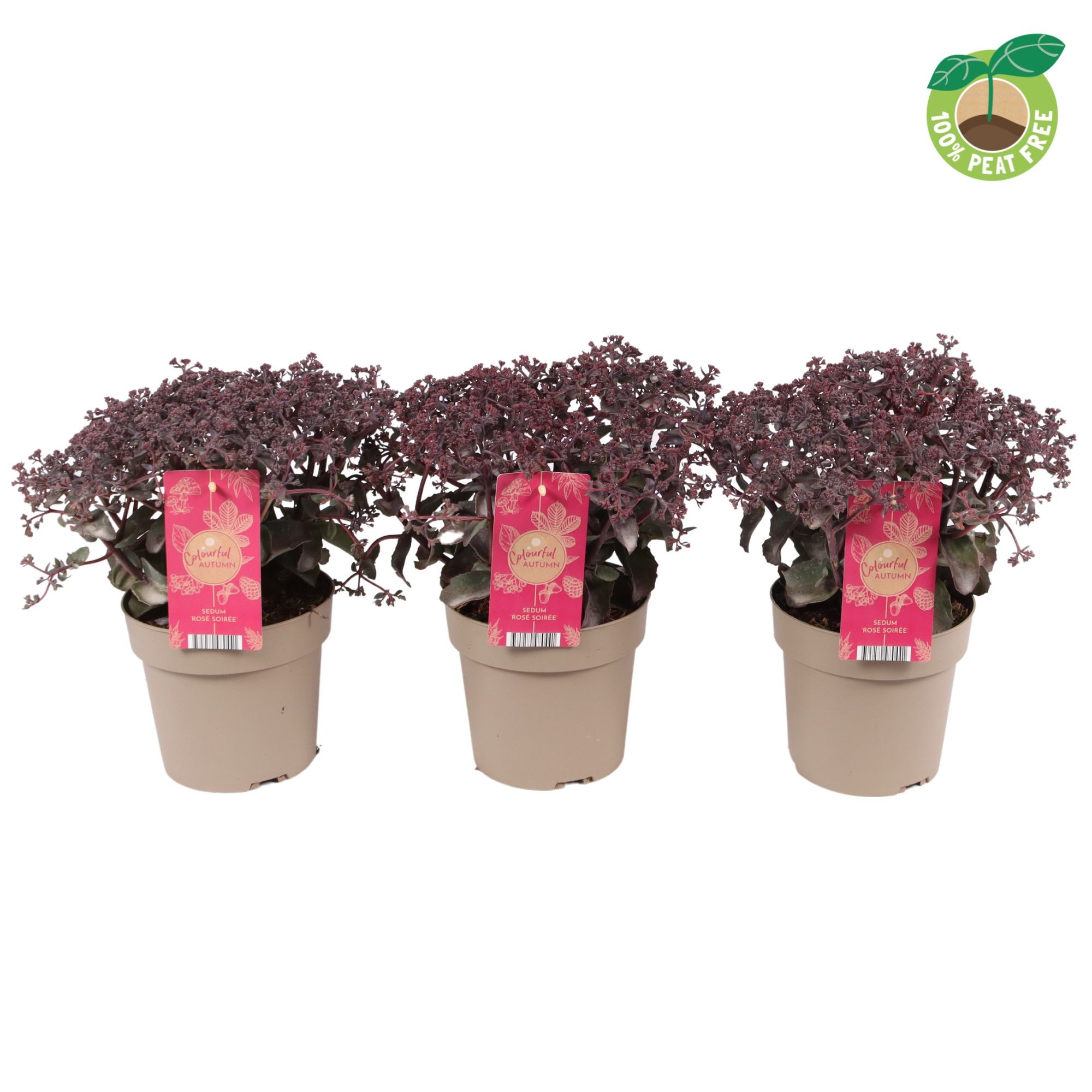 Picture of Sedum tel. Seduction Rose Soiree P17 (2 Ltr)