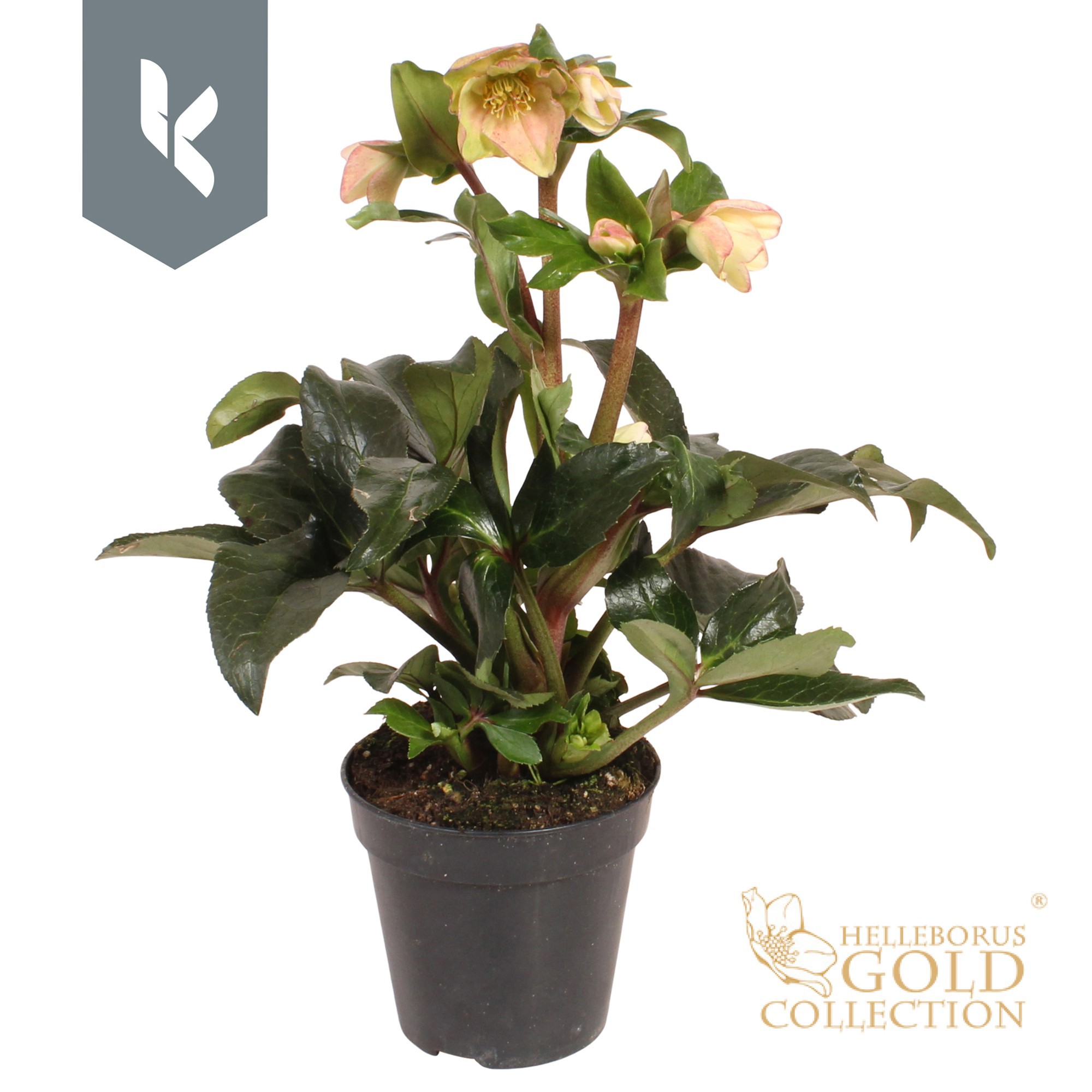 Hgc Helleborus Ice N Roses Ivory Blush