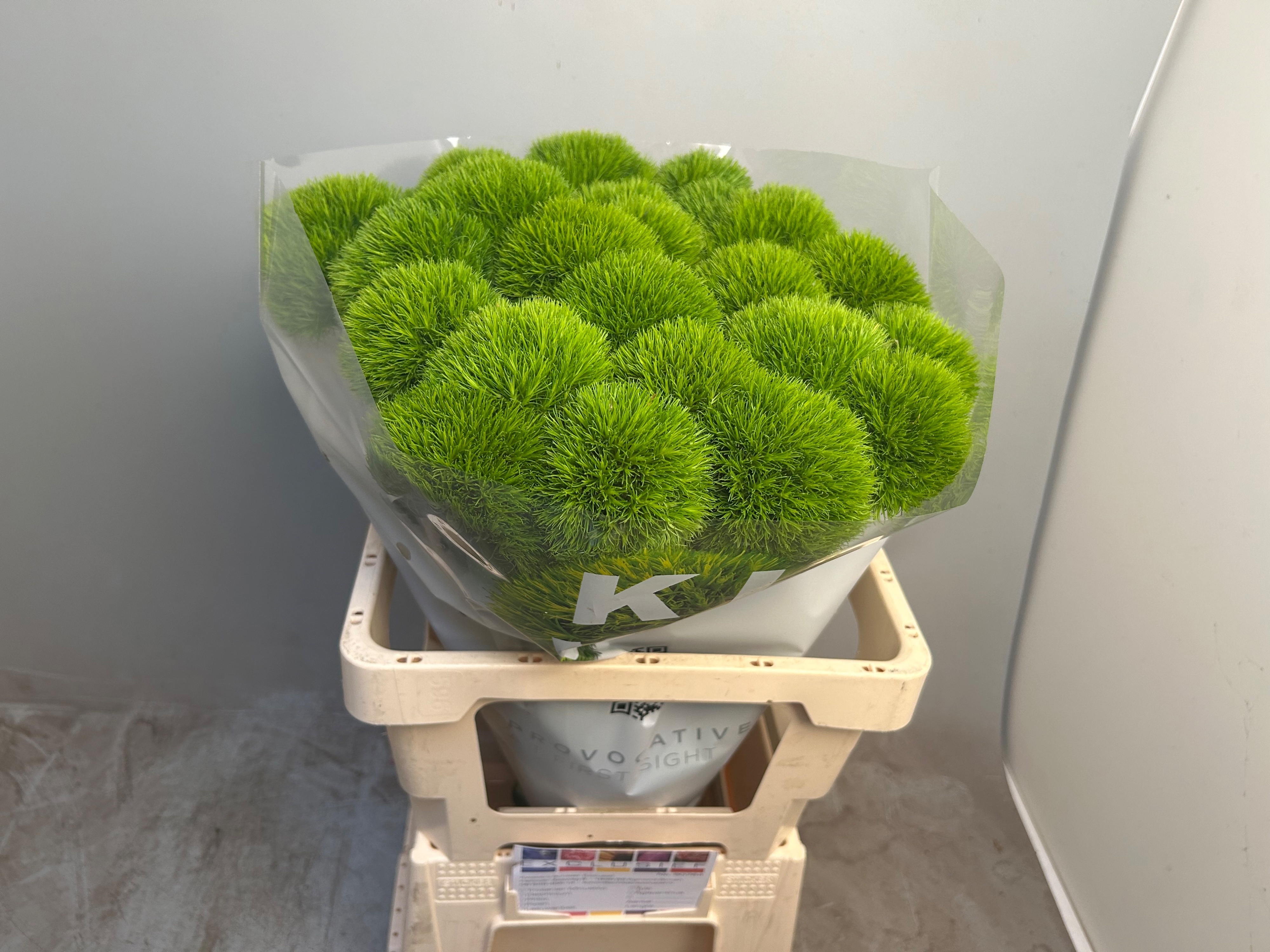 Dianthus Barb Kiwi Cool 60cm