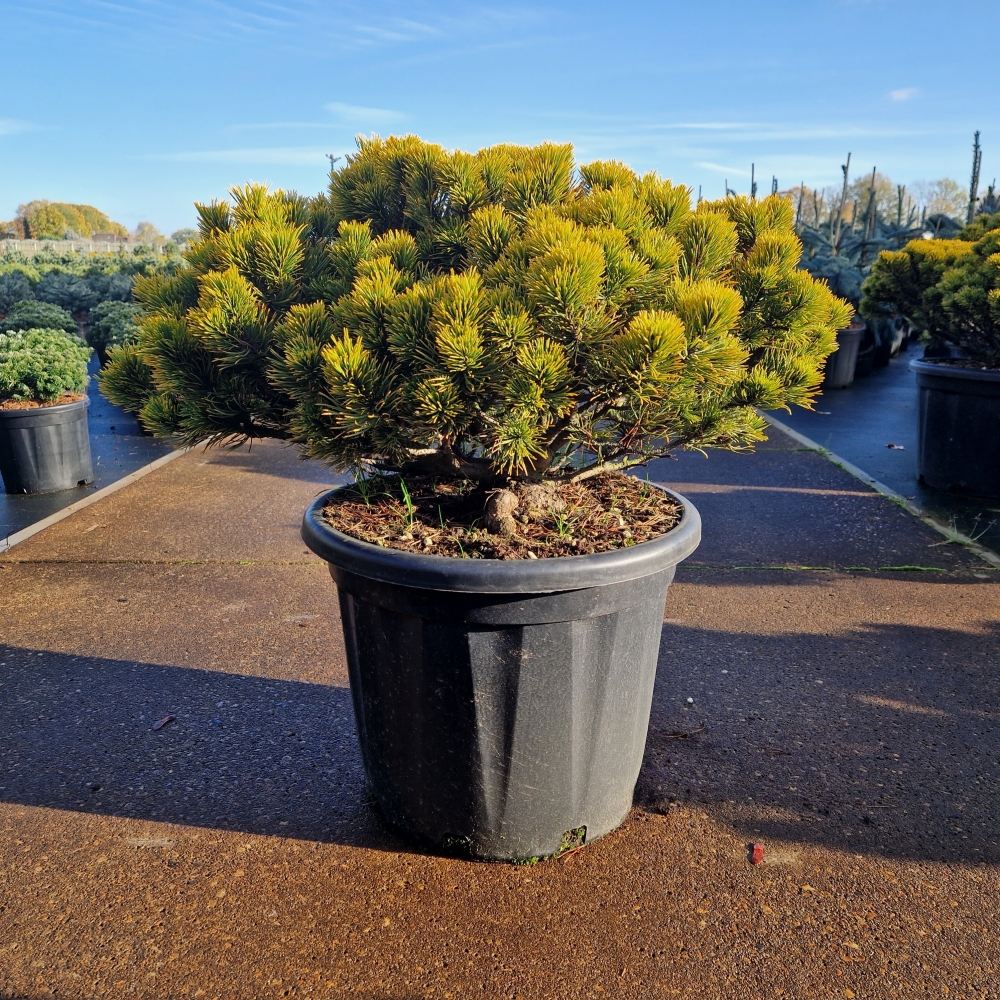 Picture of Pinus mugo Carsten's Wintergold C35 40/50 (LOOSE)