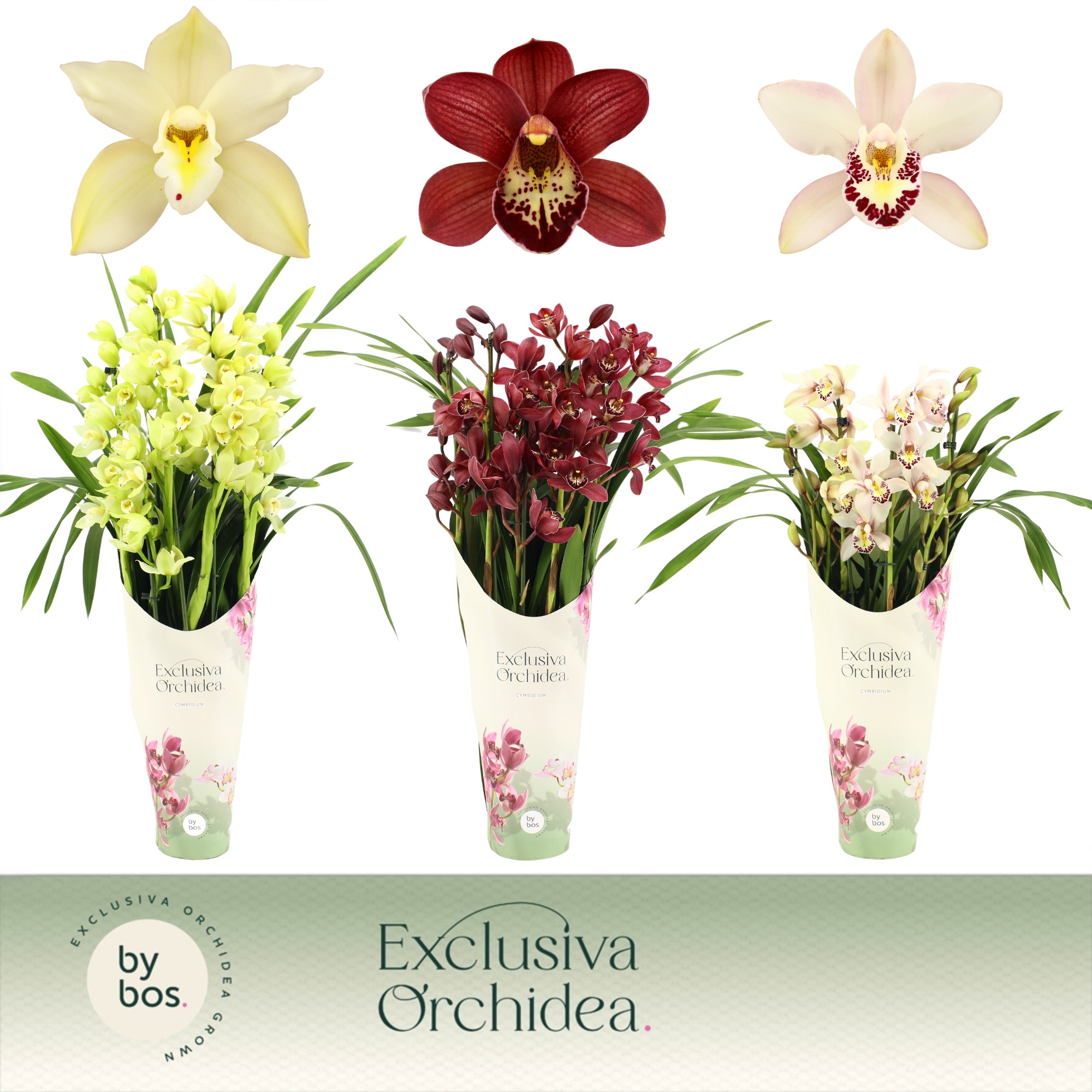 Picture of Cymbidium hybrid Mix 5-Spikes Exclusiva Orchidea Potcover P14 70CM