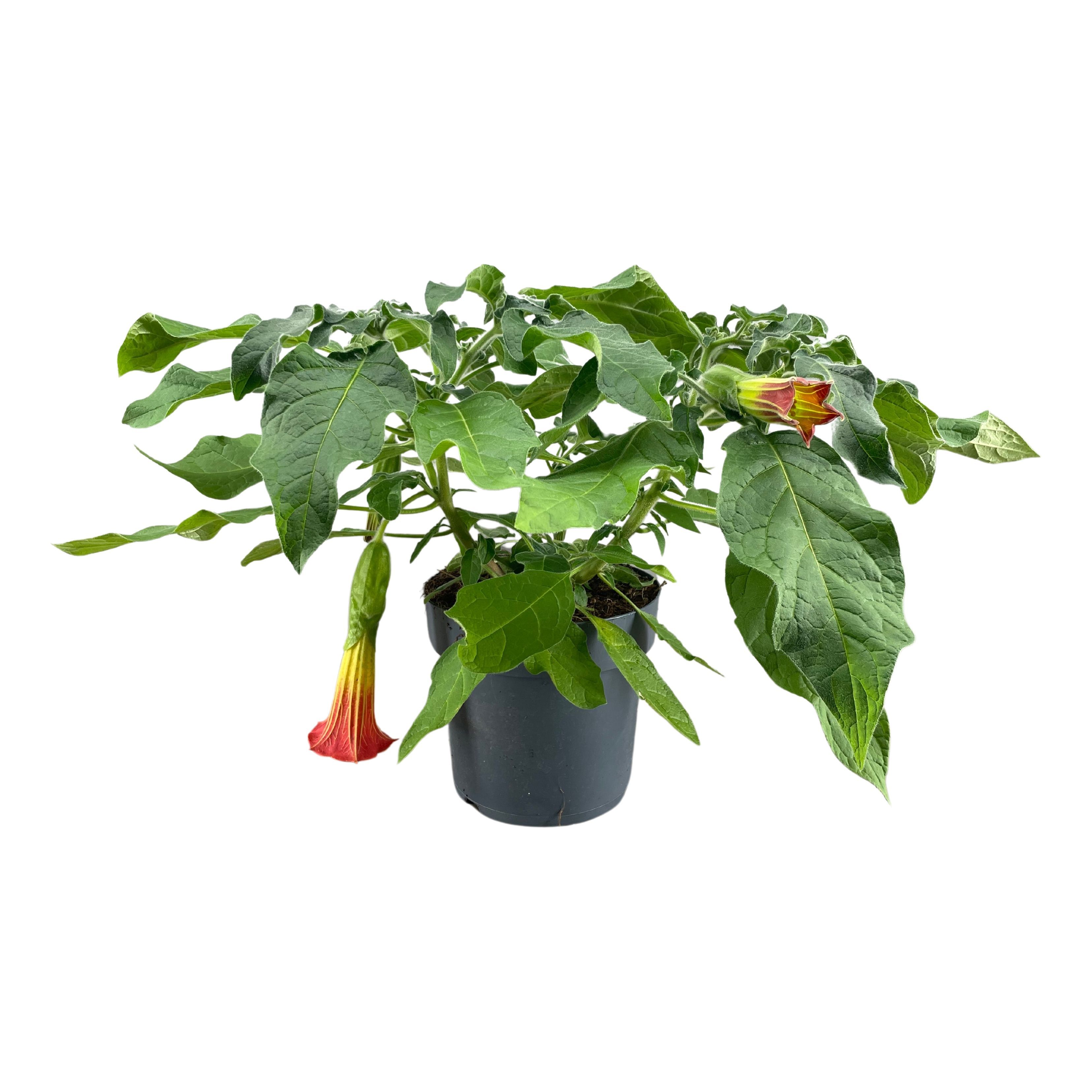 Brugmansia struik oranje