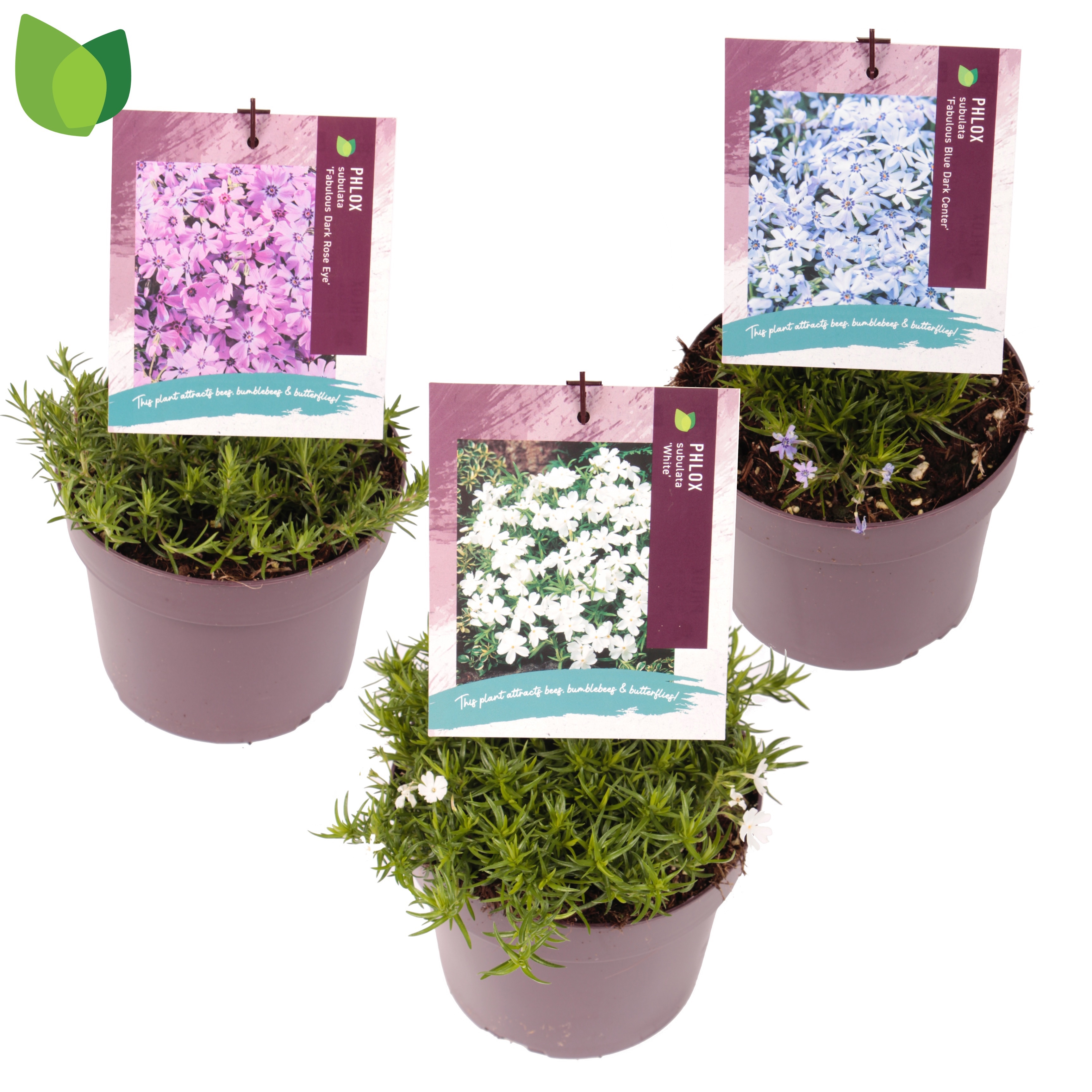 Phlox Fabulous / MIX