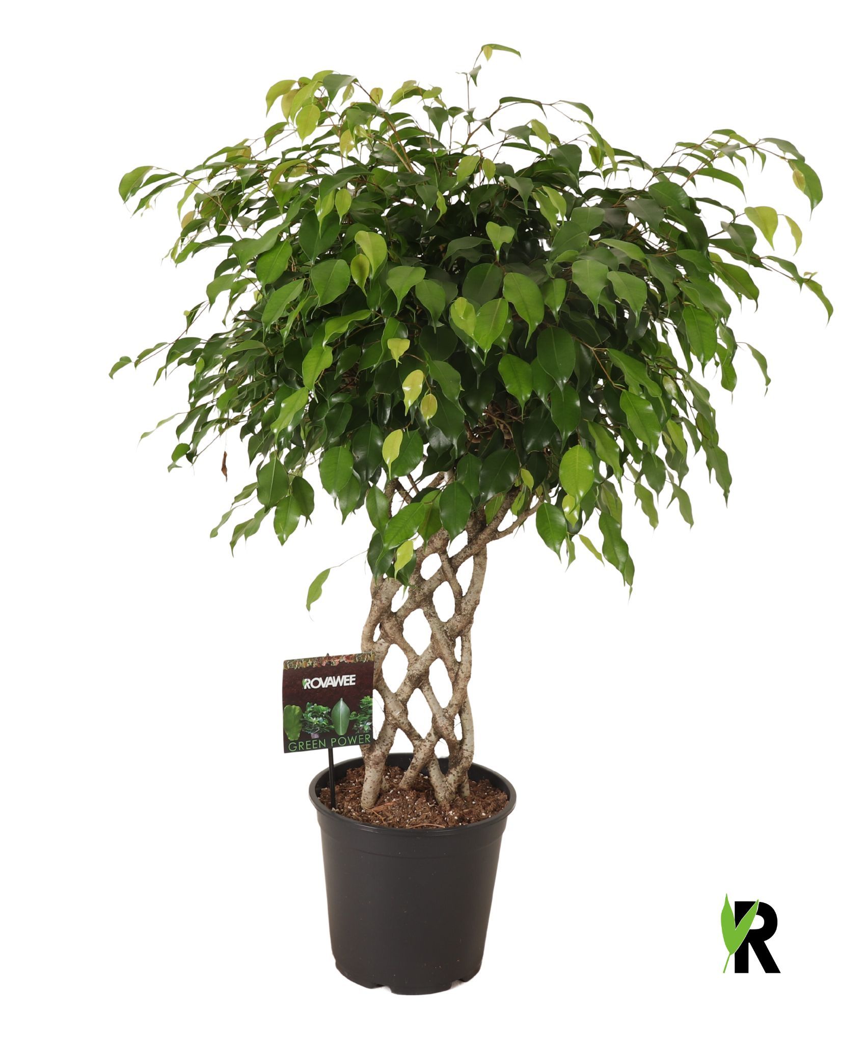 Ficus benj. Exotica gevlochten mat