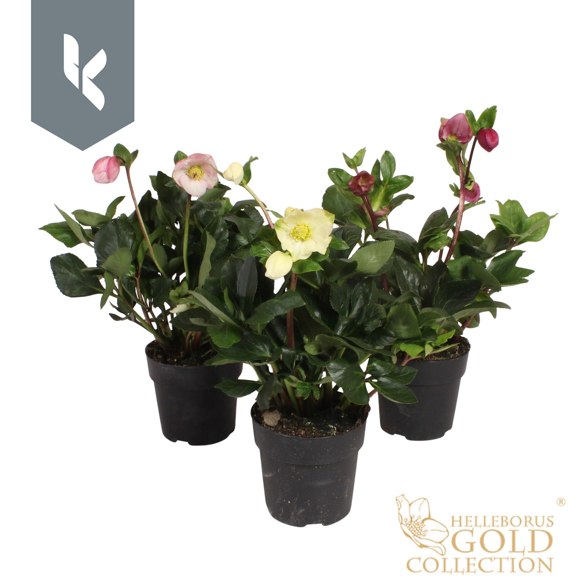 Hgc Helleborus Winter Ballet Mix Laag