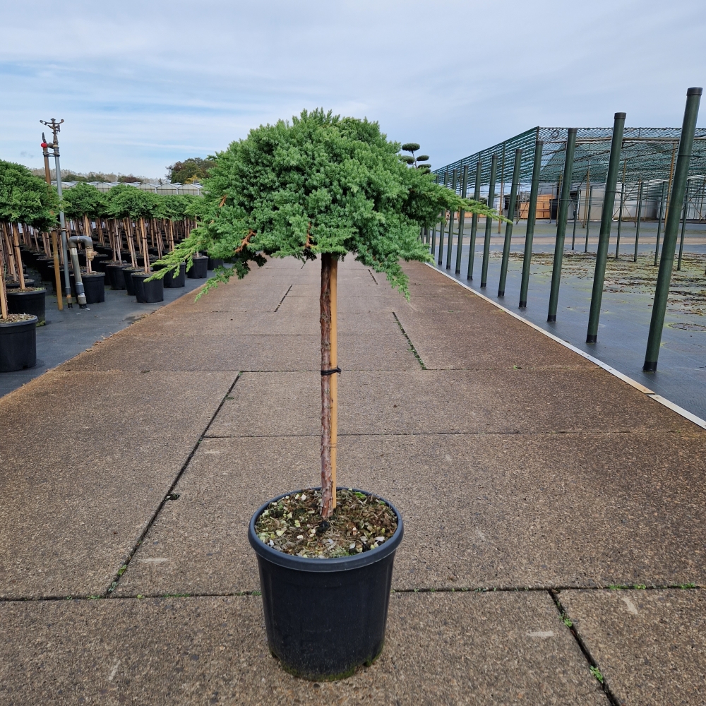 Picture of Juniperus procumbens Nana C15 60/STD (LOOSE)