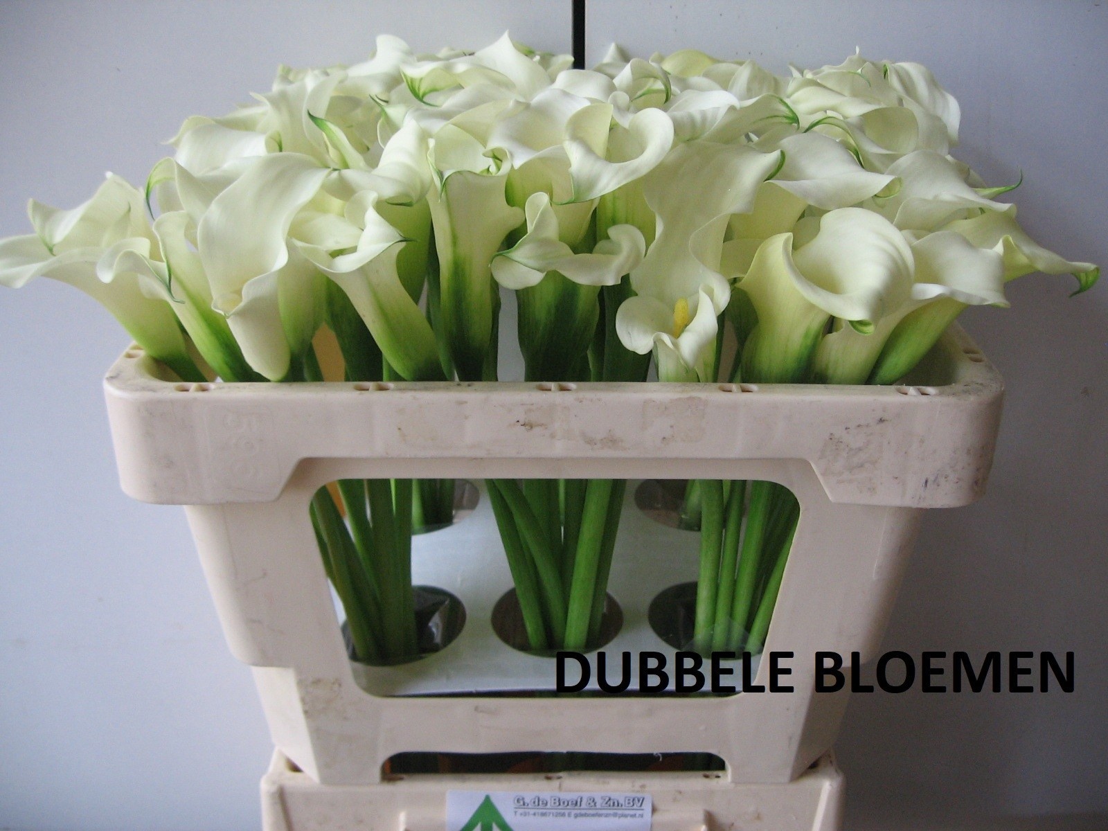 Calla White Flirt 50cm