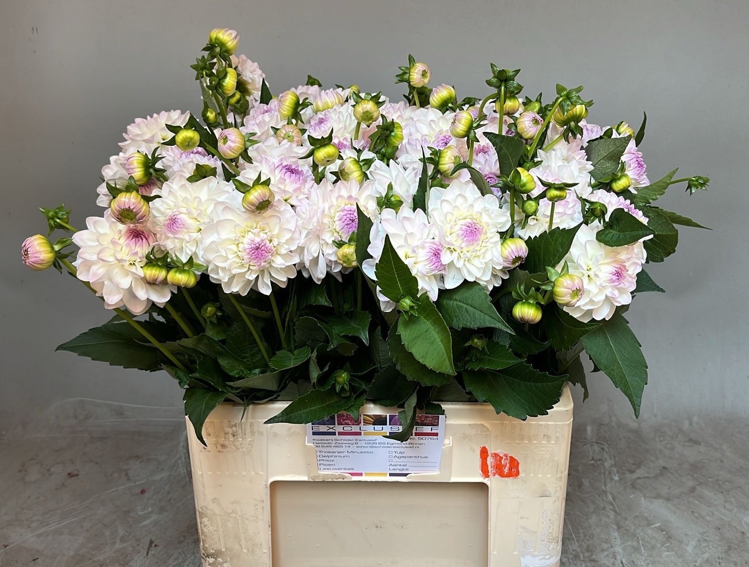 Dahlia Eveline 60cm