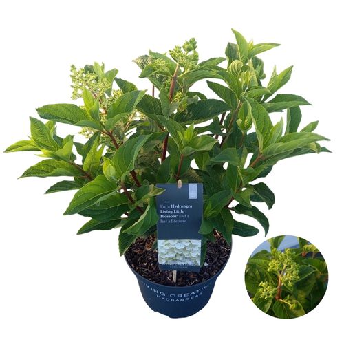 Hydrangea pan. 'Living Little Blossom'® p23 vd. Peijl