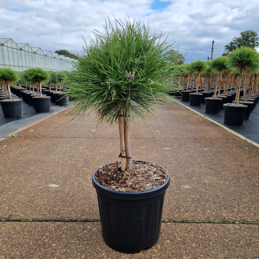 Picture of Pinus nigra Marie Bregeon C8 20/STD-25/30-HEAD (LOOSE)