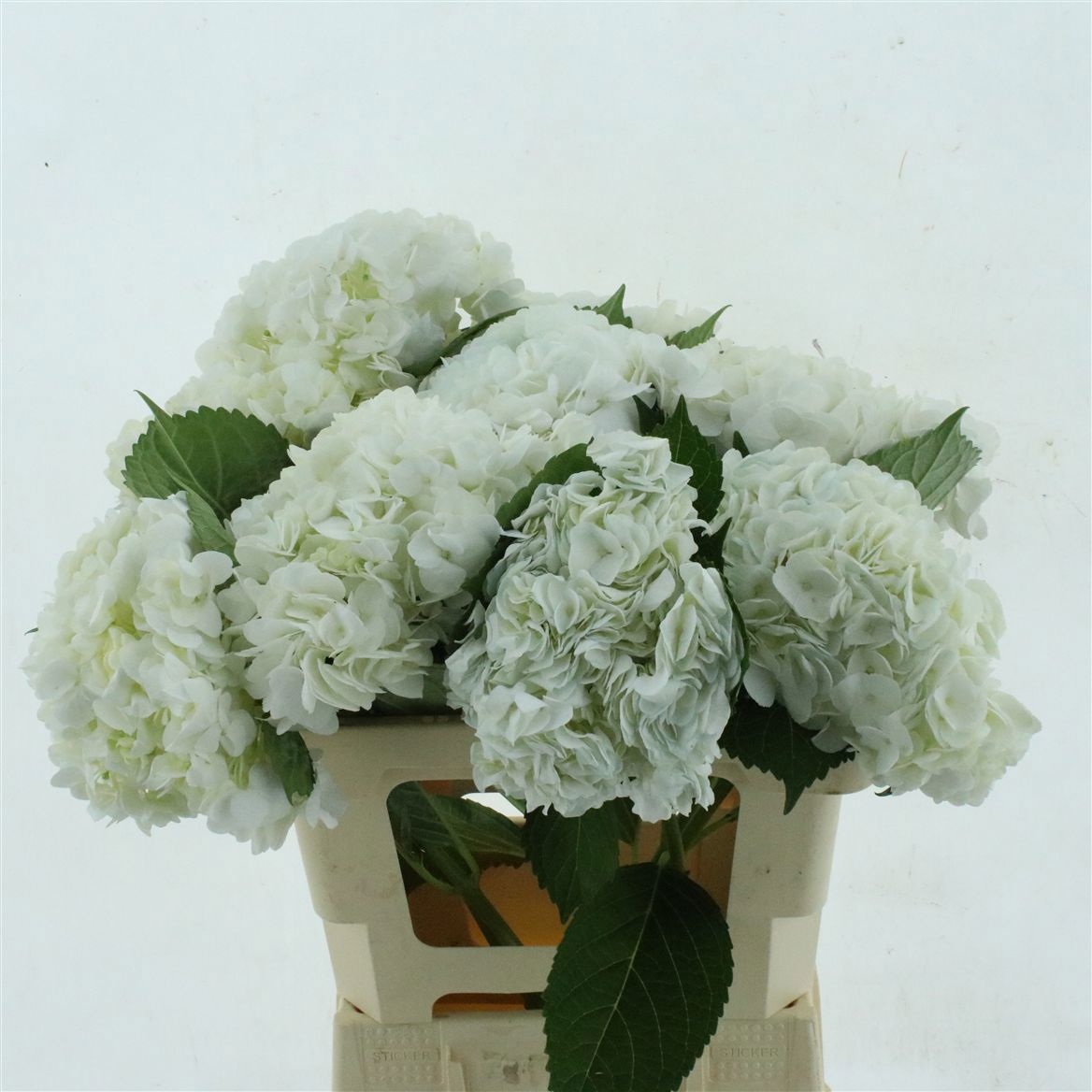 Hydrangea 60cm 17Ø