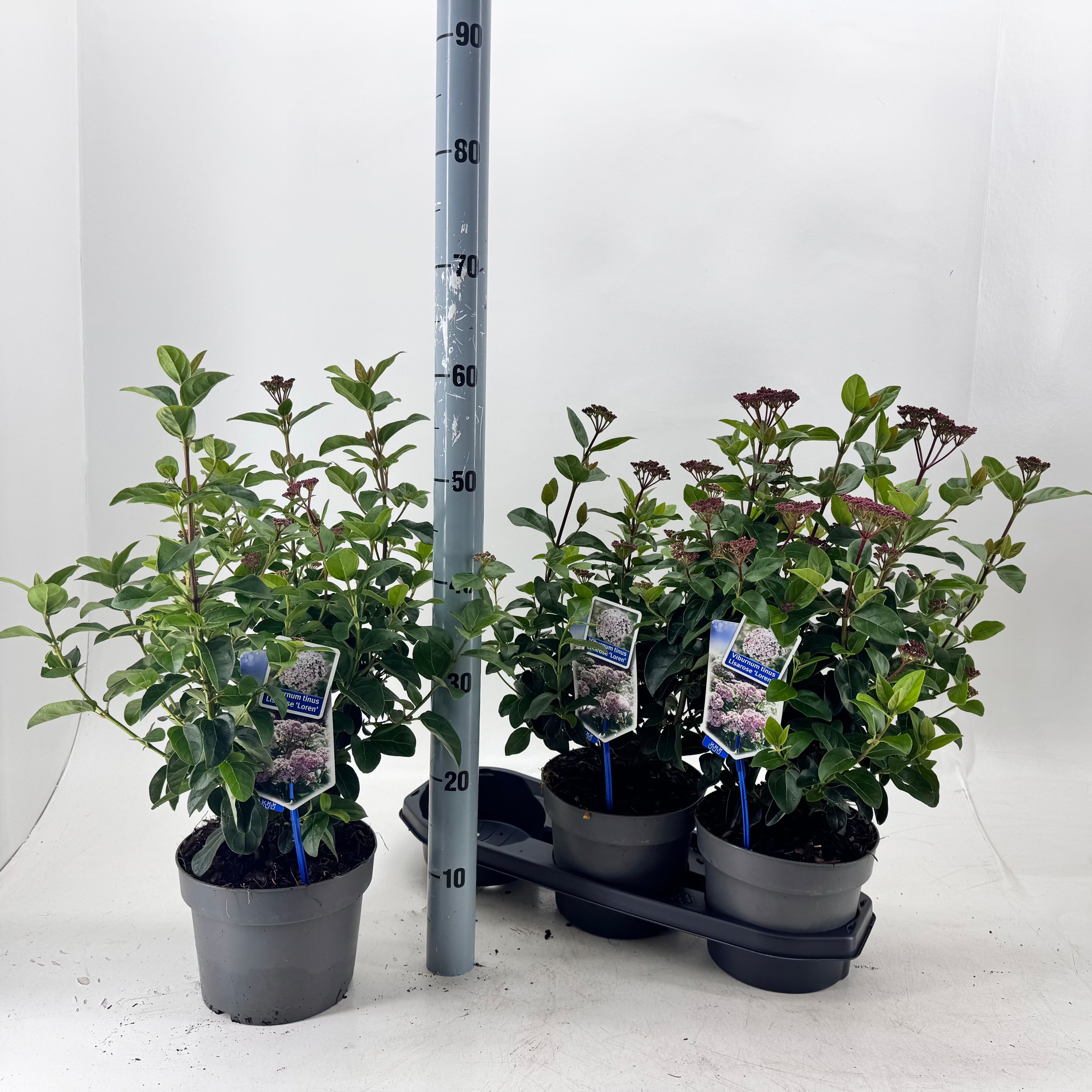 Viburnum Tinus 60cm