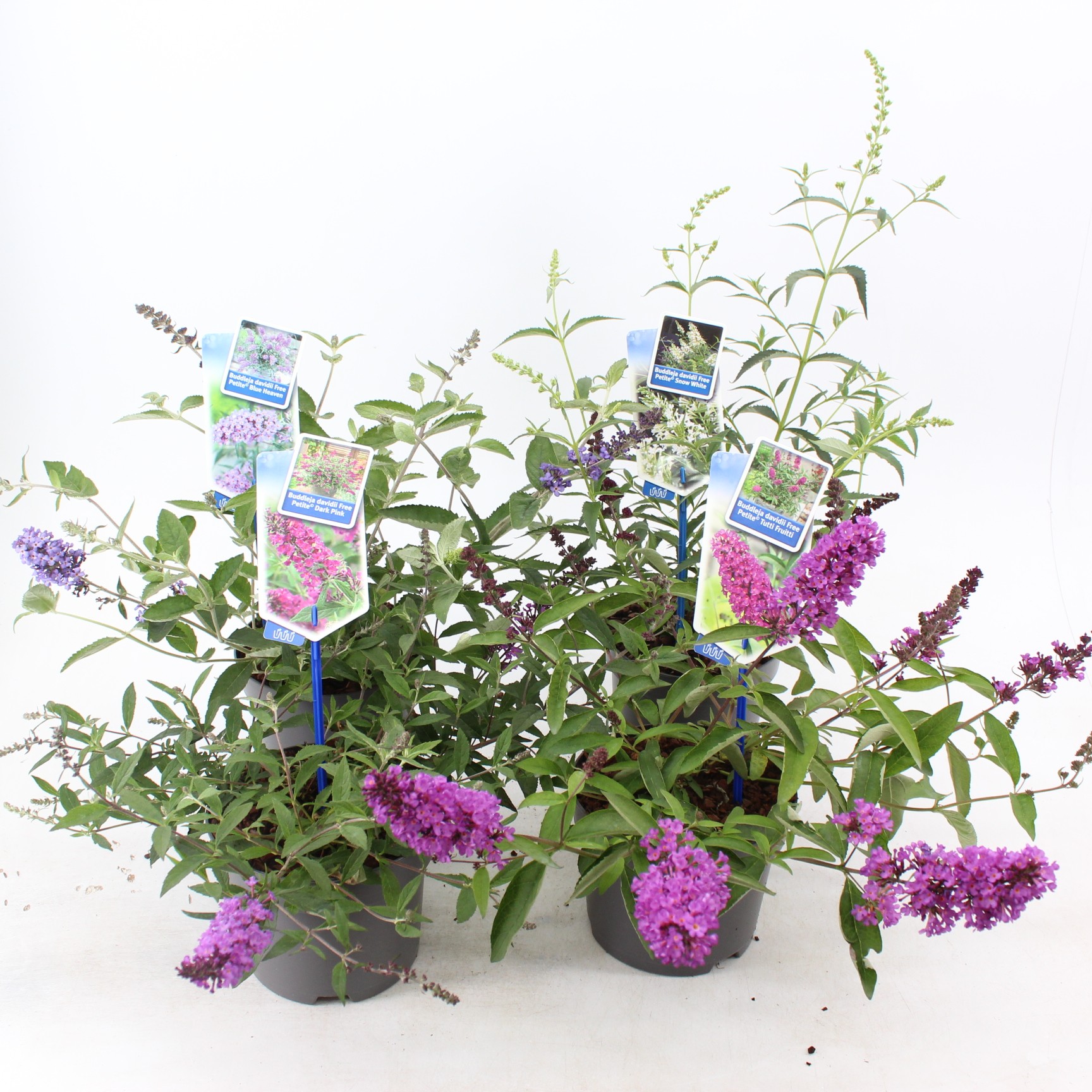 Picture of Buddleja (Free petite) mix P17 (minimum order one layer)