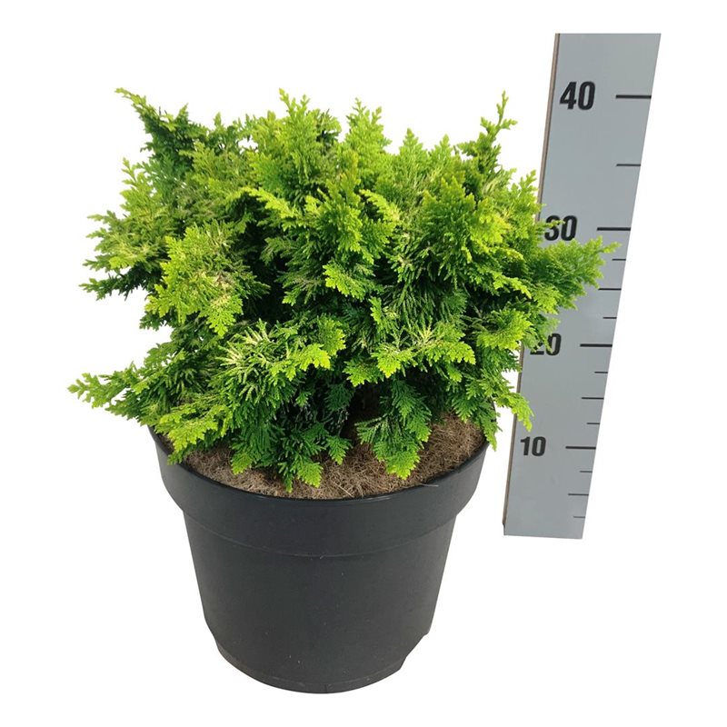 Picture of Chamaecyparis o. 'Fernspray Gold'