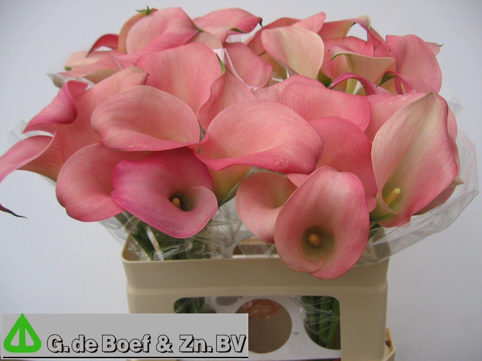 Calla Samur 55cm