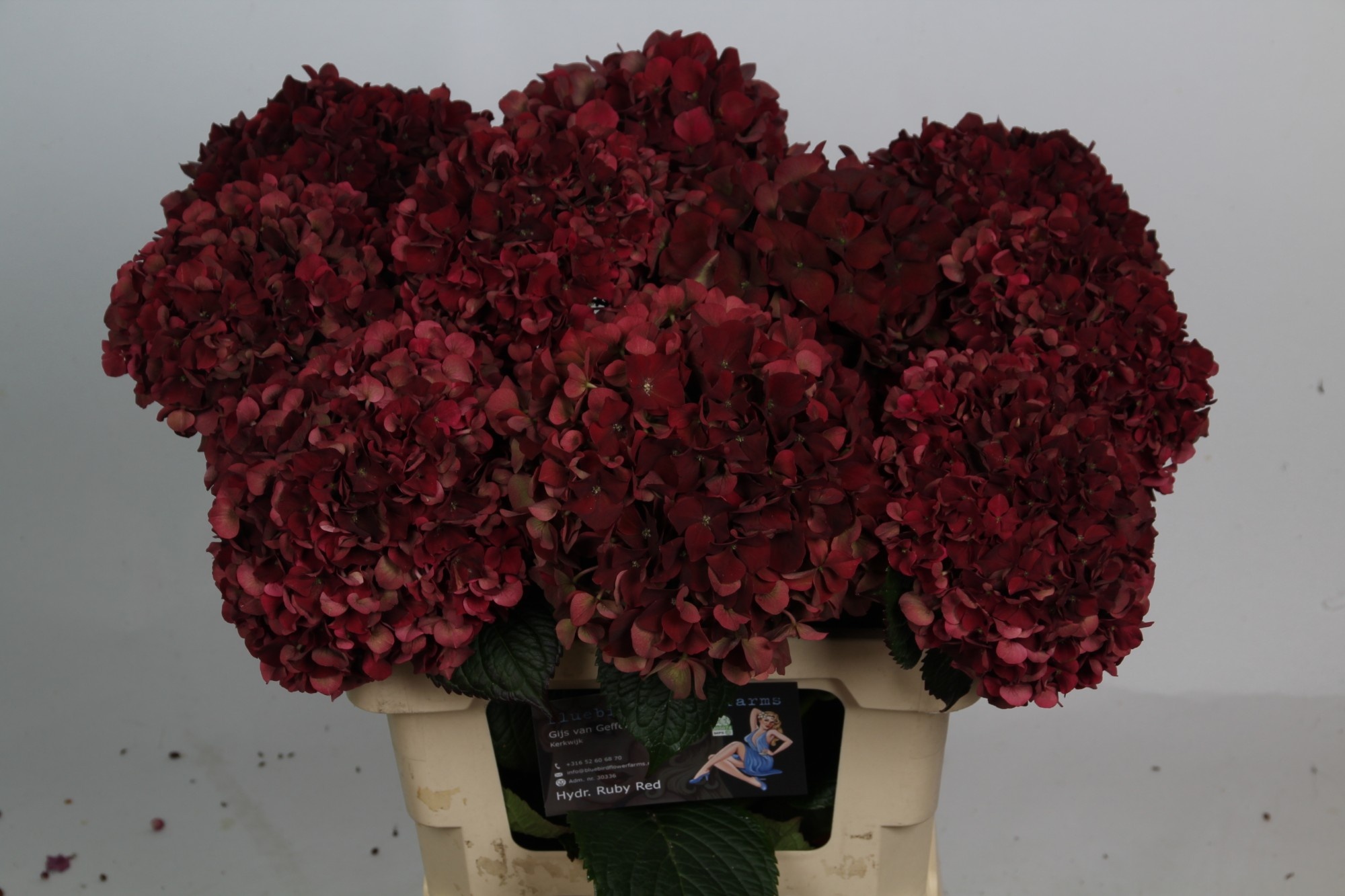Hydrangea Ruby Red Classic 60cm 16Ø