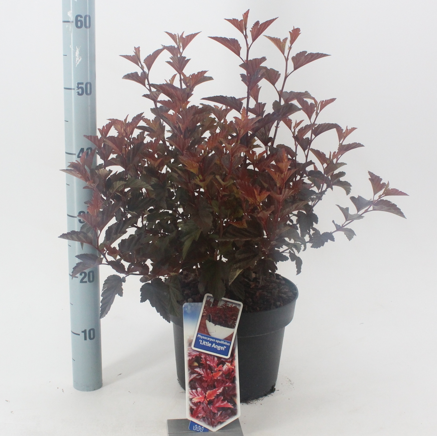 Picture of Physocarpus opulifolius Little Angel ('Hoogi016'PBR)