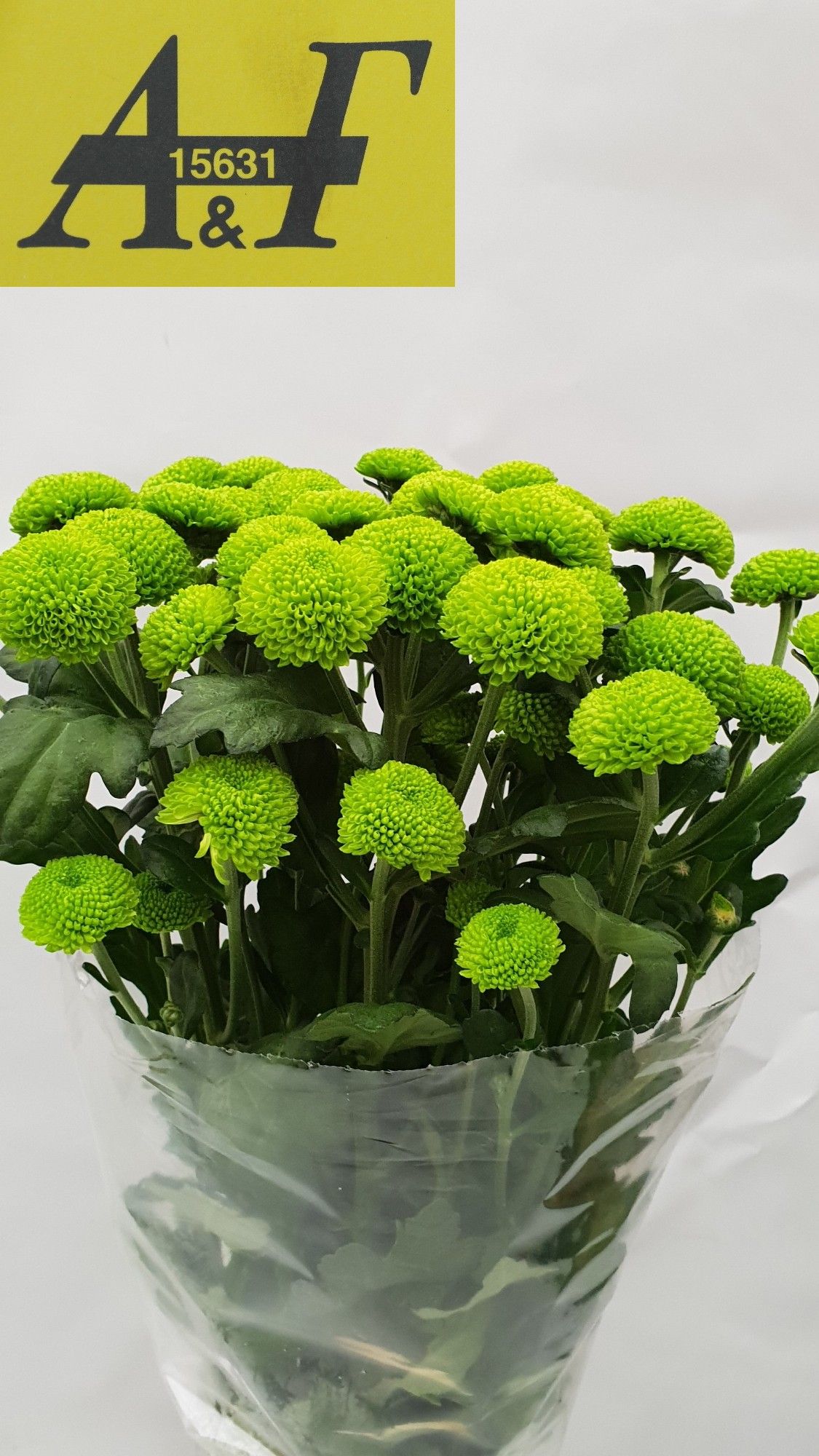 Chrys Spray Feeling Green Dark 65gram