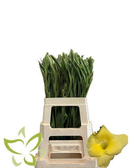 Gladiolus Mini 60cm 25gram
