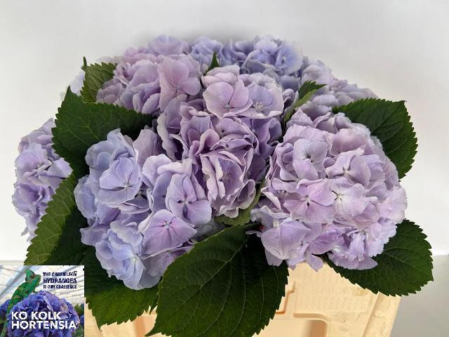 Hydrangea Verena Blue 50cm 17Ø