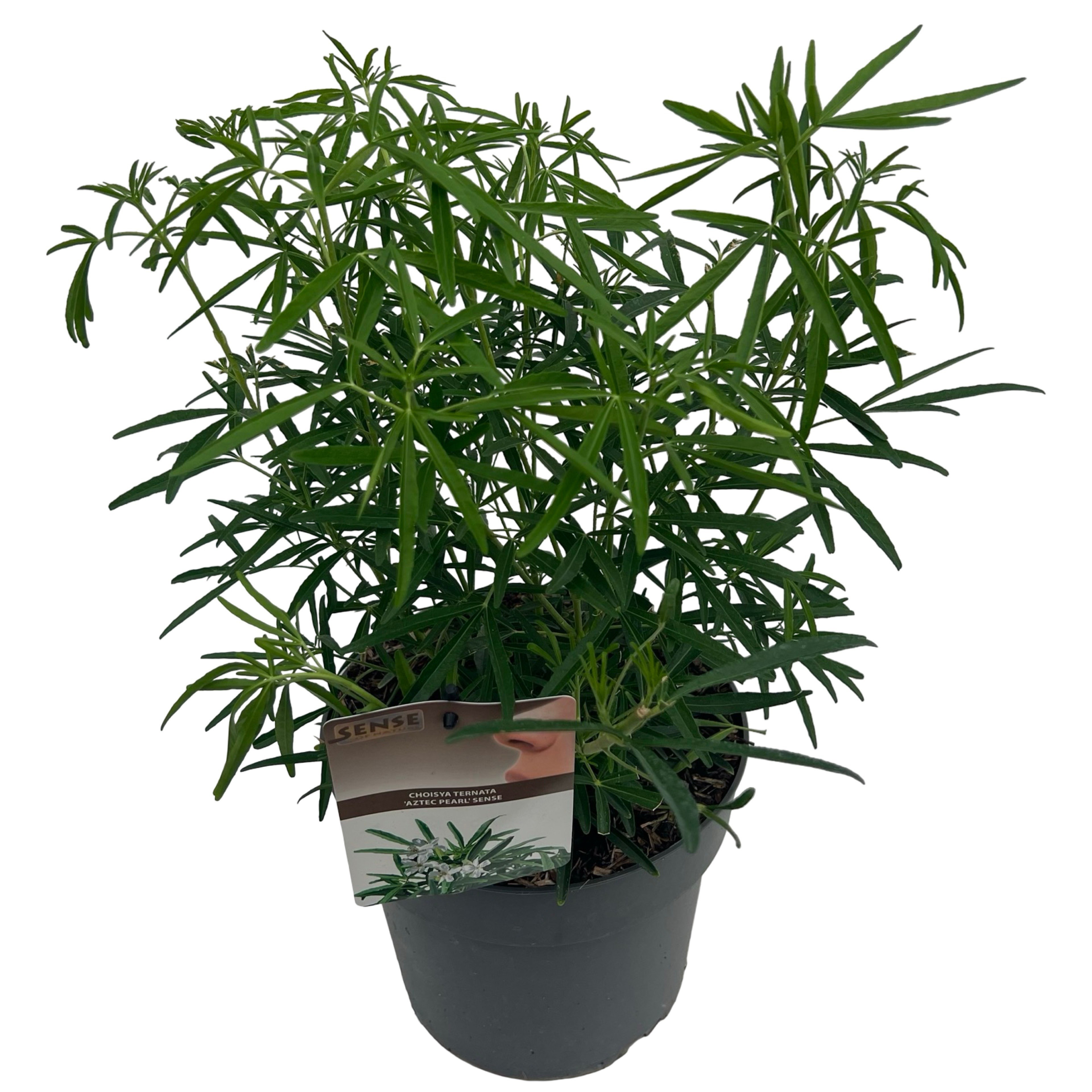 Choisya 'Aztec Pearl' sense