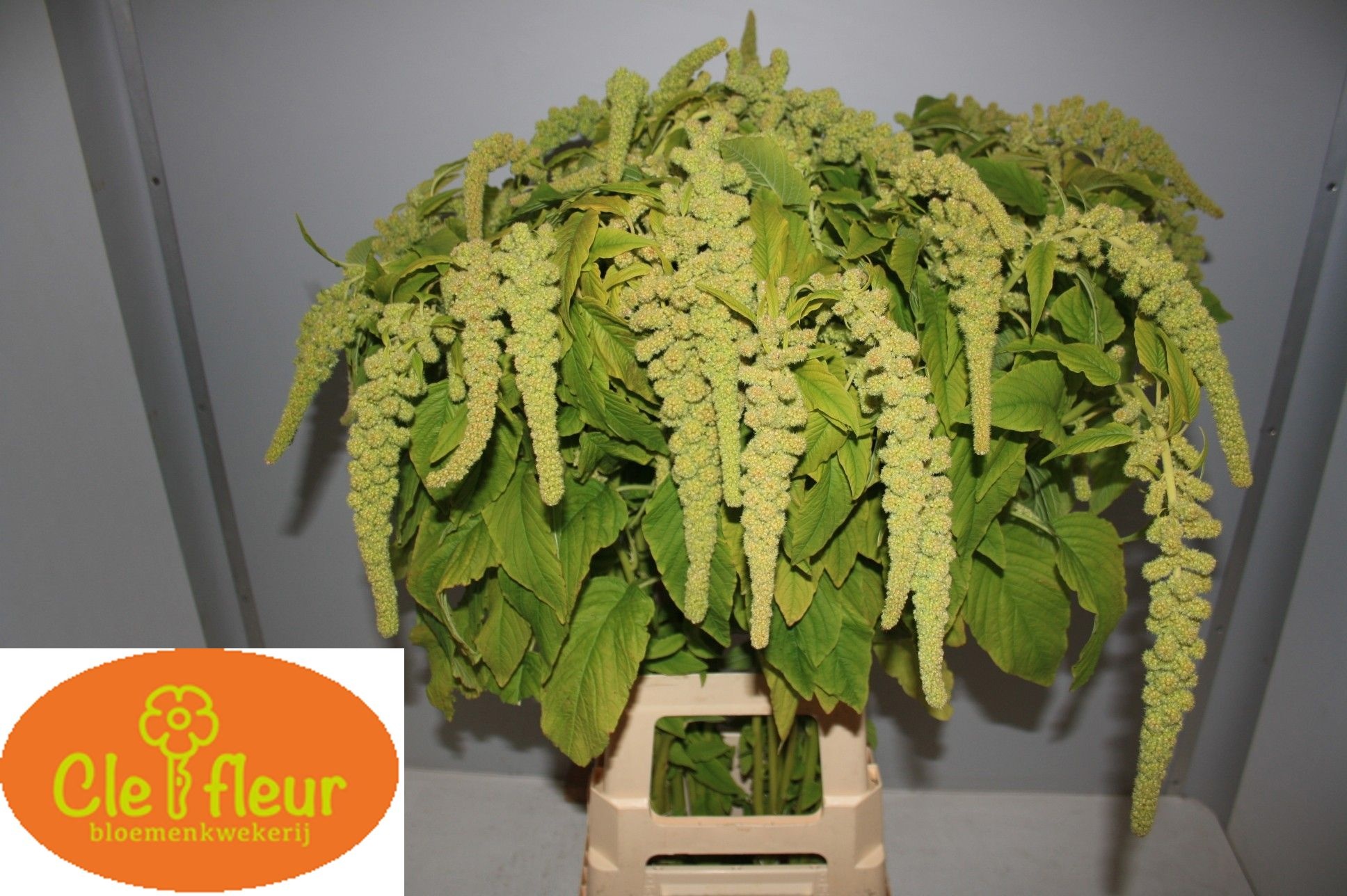 Amaranthus Hang Viridis 80cm