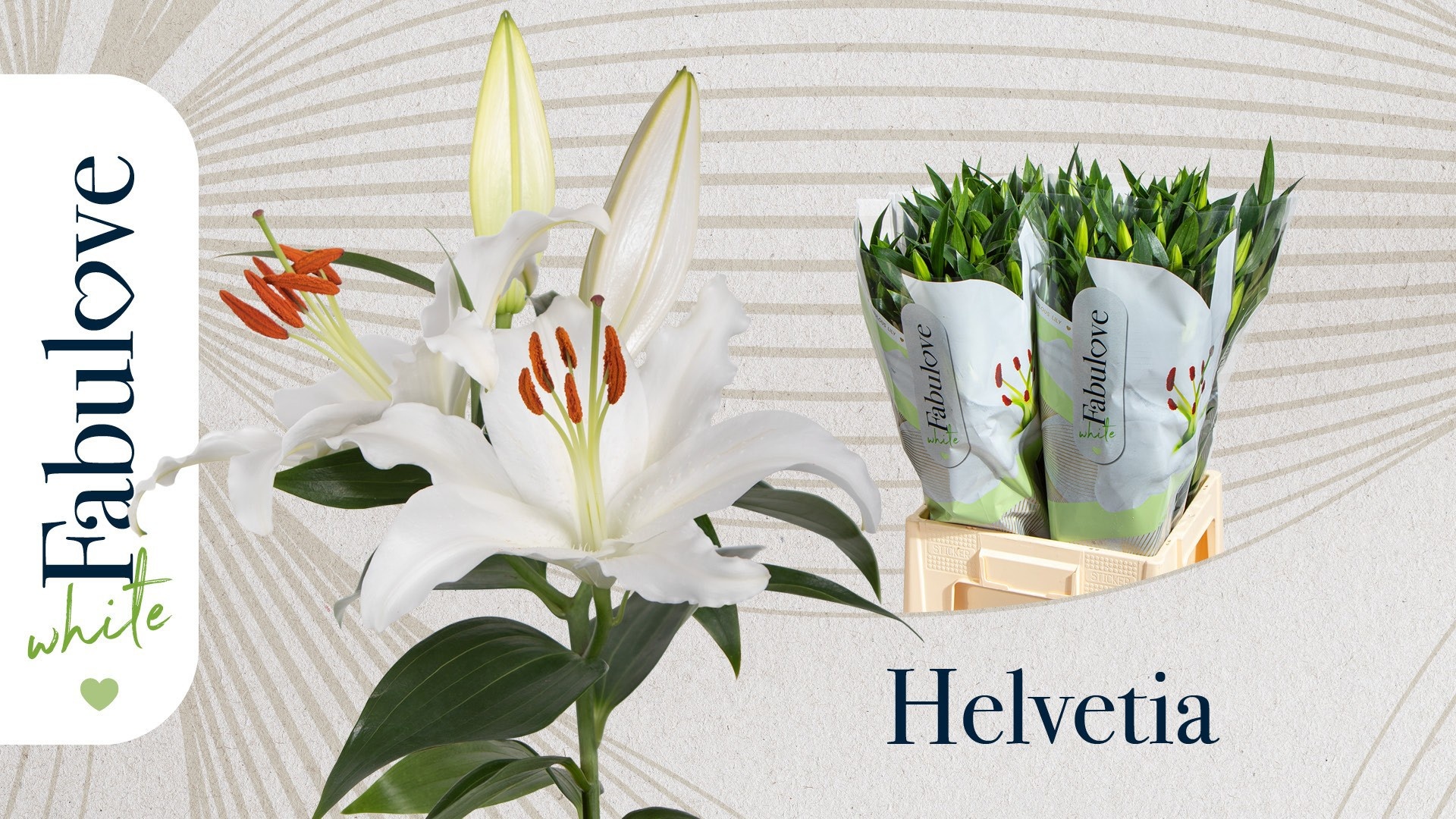 Li Or Helvetia