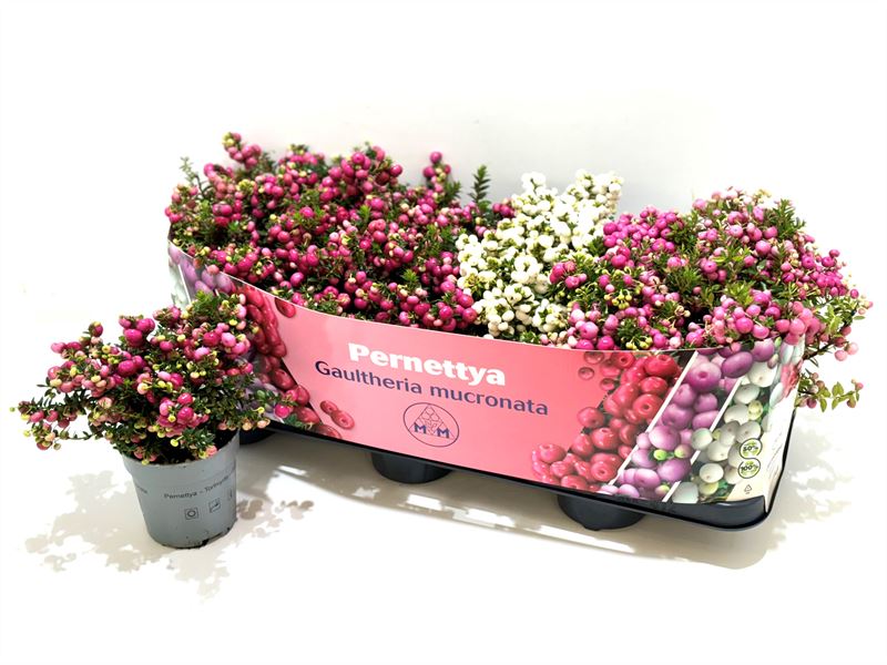 Picture of Gaultheria mucronata in varieties P10.5 15CM