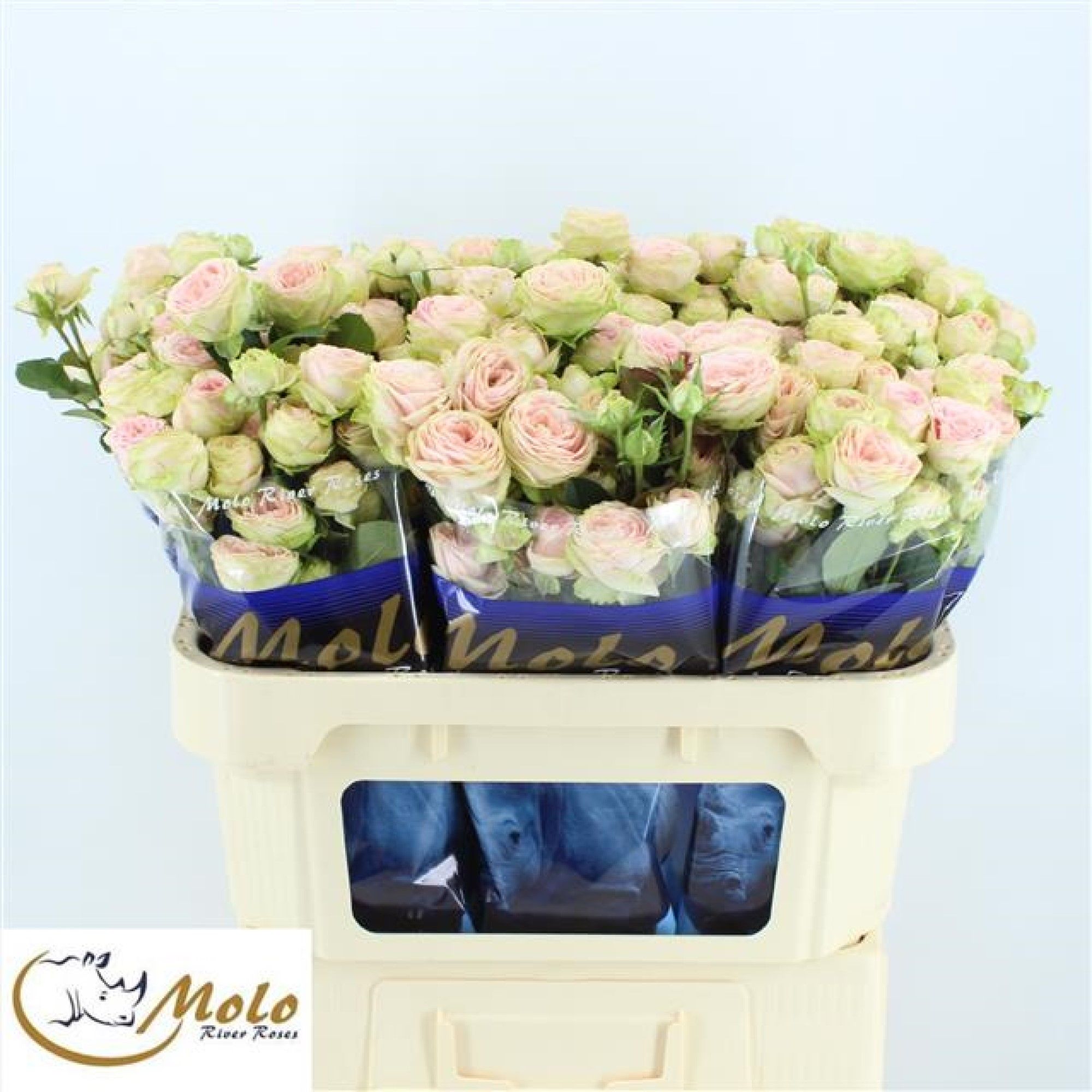 Rosa Spr Sweet Giselle 70cm