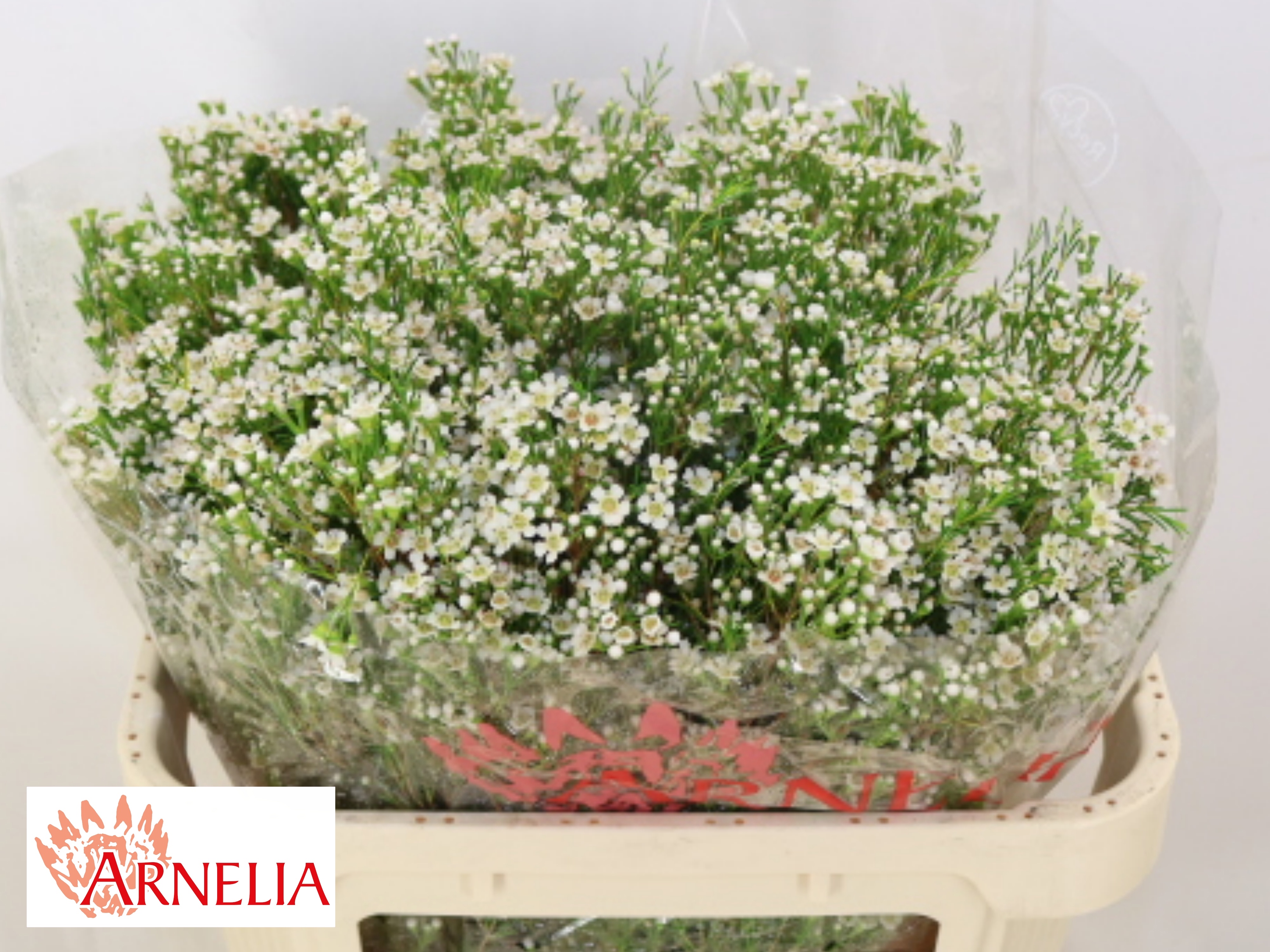 Chame Un Pearl Butto 70cm 90gram