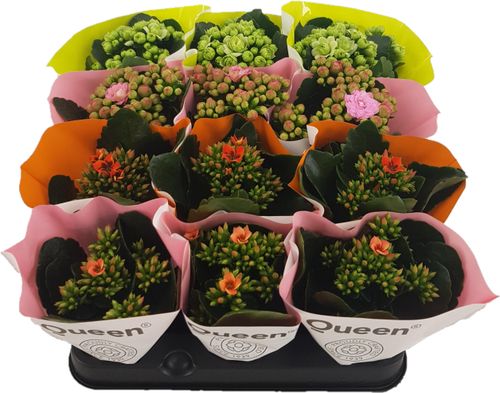 Queen mix dubbel bl p6 Luijk
