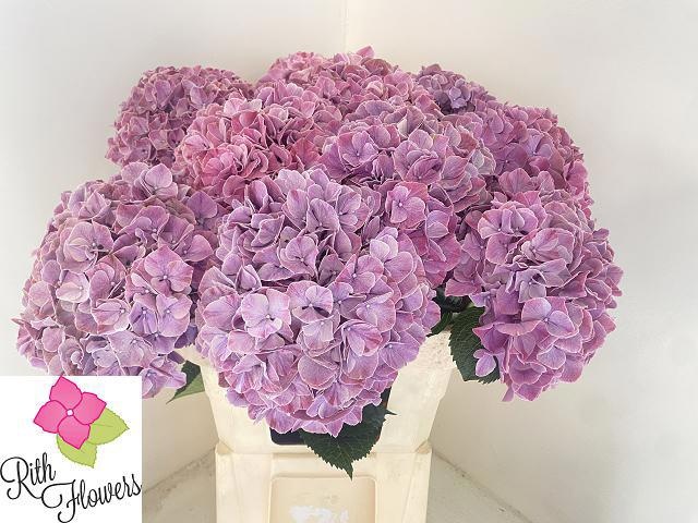 Hydrangea Sweet Ruby 60cm 17Ø