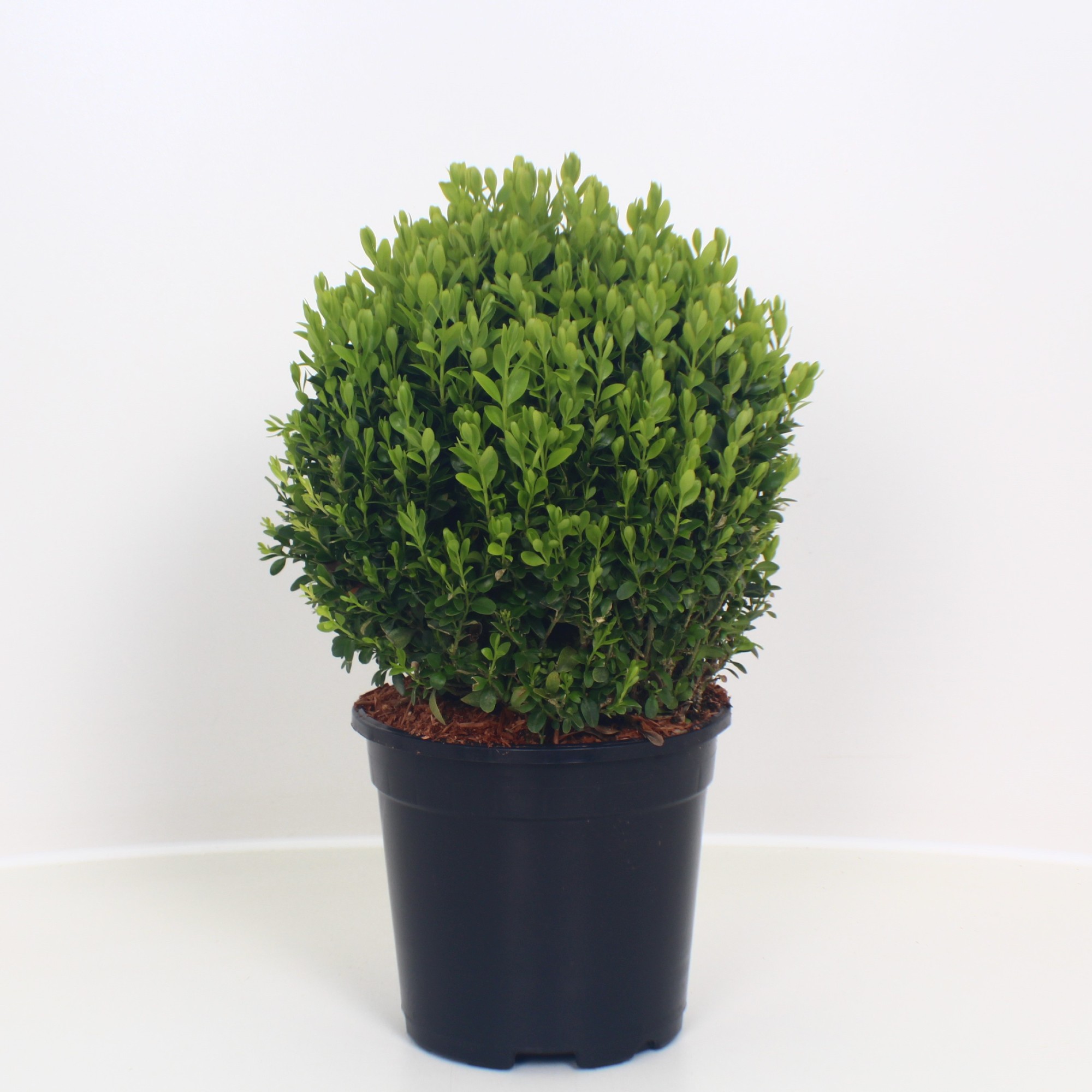 Picture of Buxus sempervirens sphere